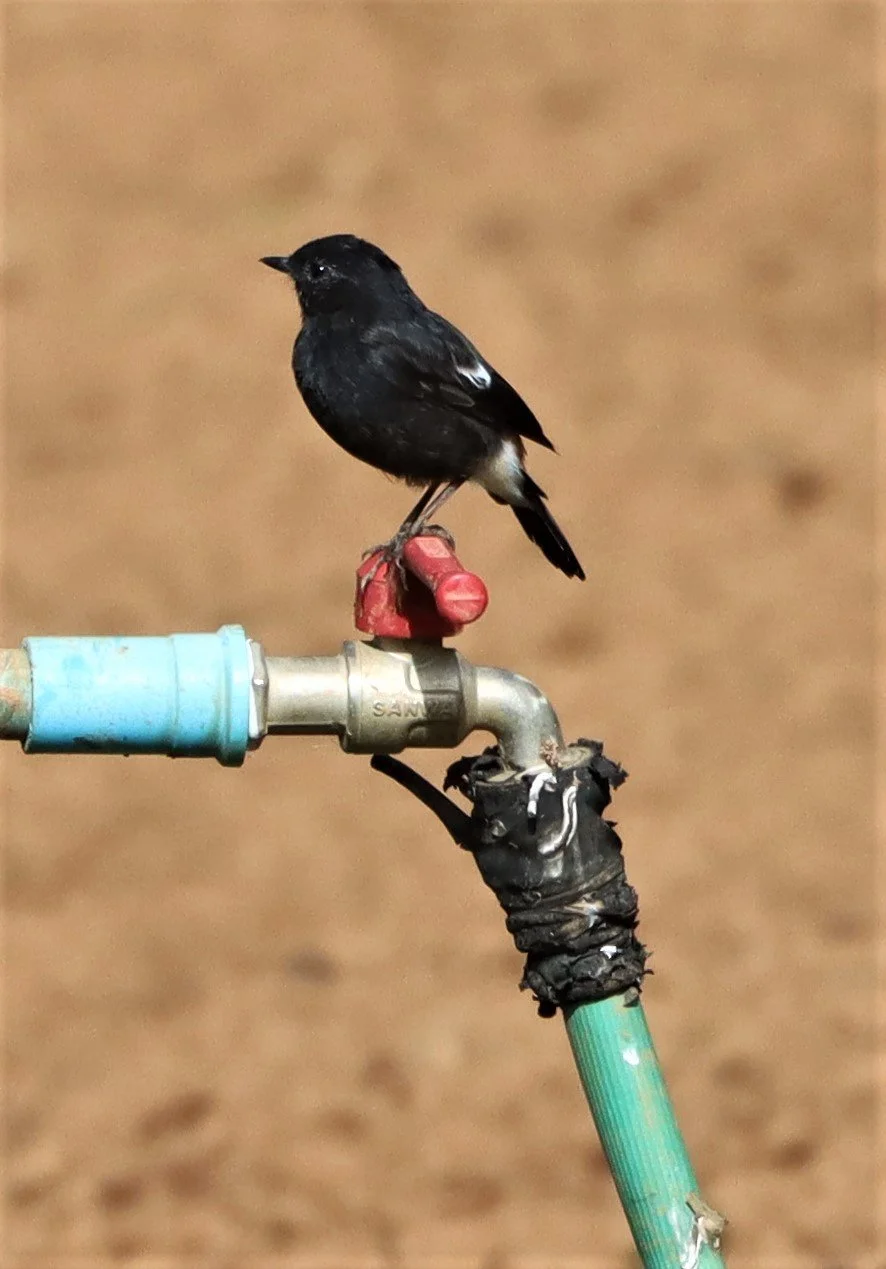 BUSH CHAT - PIED BUSH CHAT - Saxicola caprata - DOI ANG KANG CHIANG MAI (9).jpg