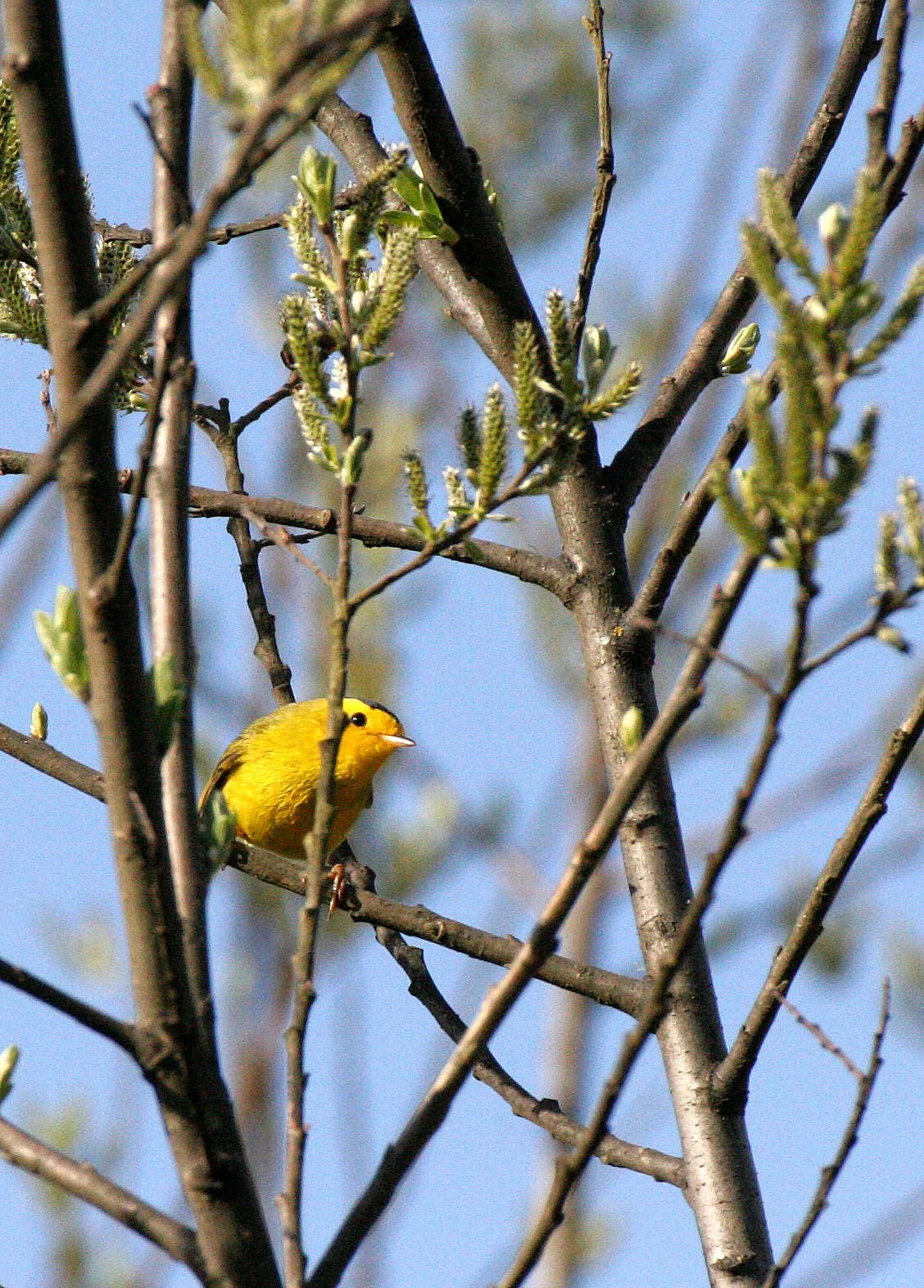 BIRD - WARBLER - WILSON'S WARBLER - WILSONIA PUSILLA - LAKE FARM WOODS WA (3).JPG