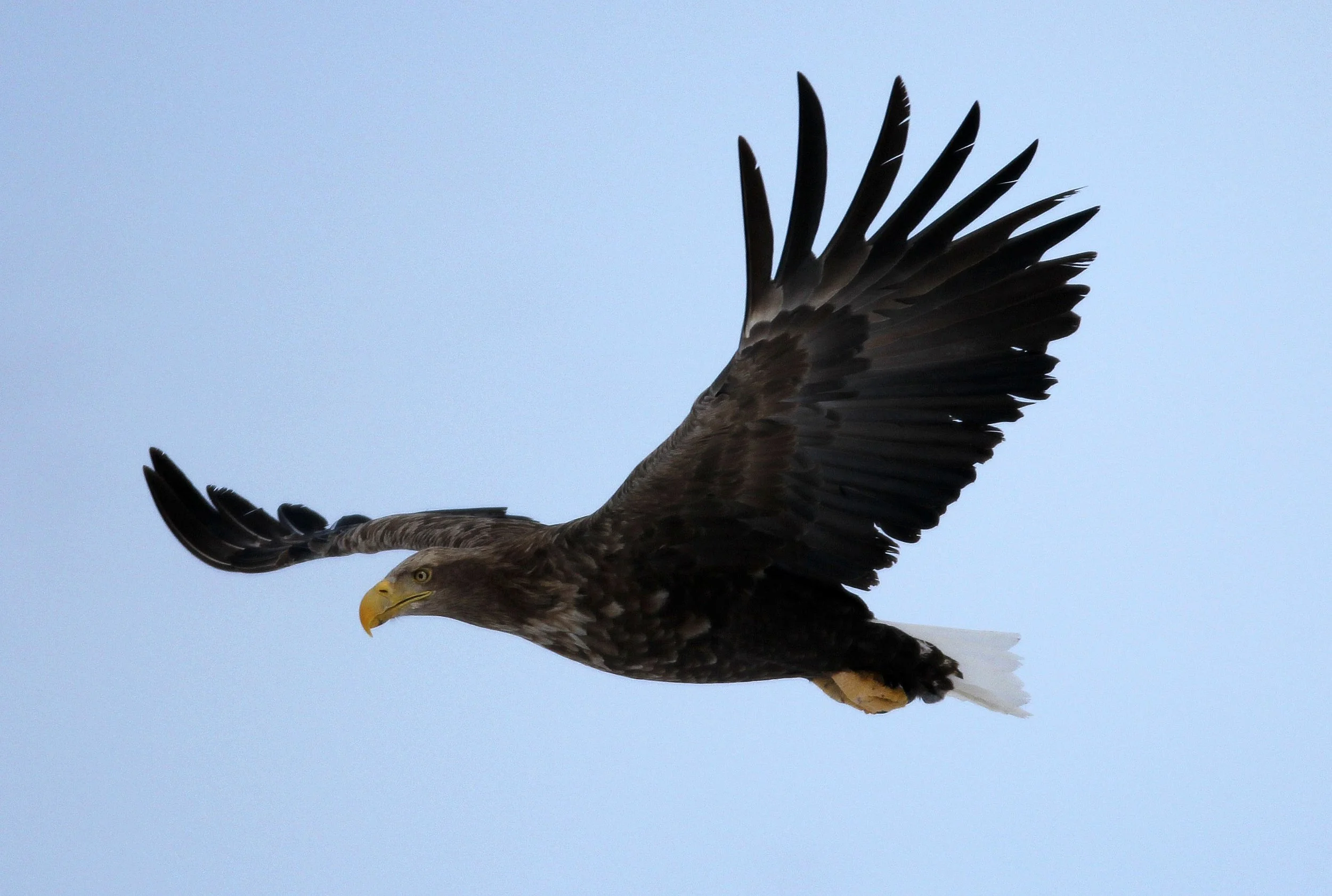 Haliaeetus albicilla - WHITE-TAILED EAGLE - AKAN INTERNATIONAL CRANE CENTER - HOKKAIDO JAPAN (10).JPG