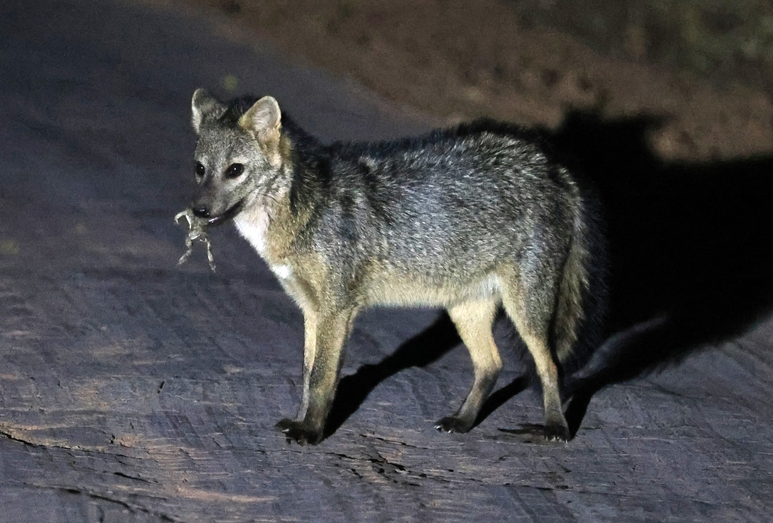 Crab-eating Fox (Cerdocyon thous) Agua Dulce Paraguay (22).jpg