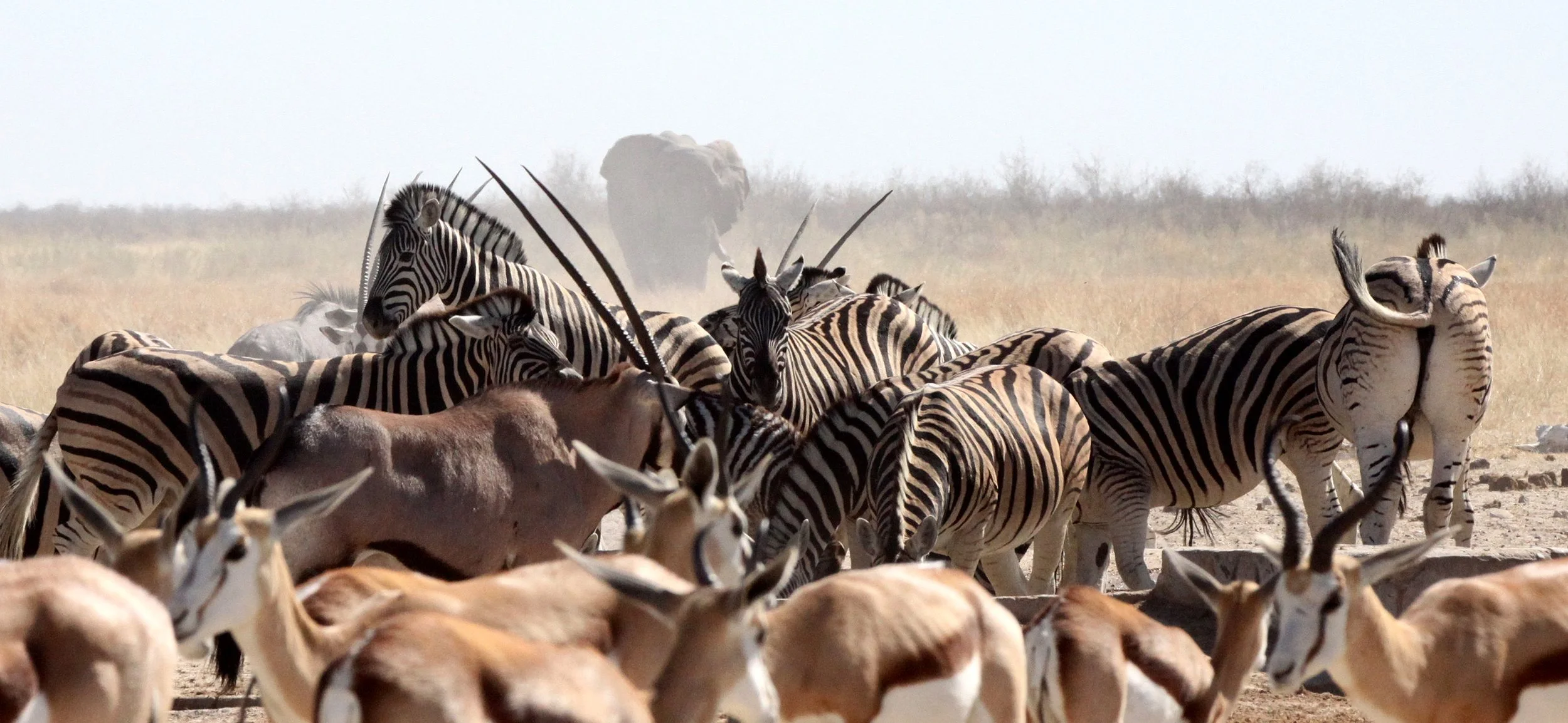 ELEPHANT - AFRICAN ELEPHANT - ETOSHA NATIONAL PARK NAMIBIA (54).JPG