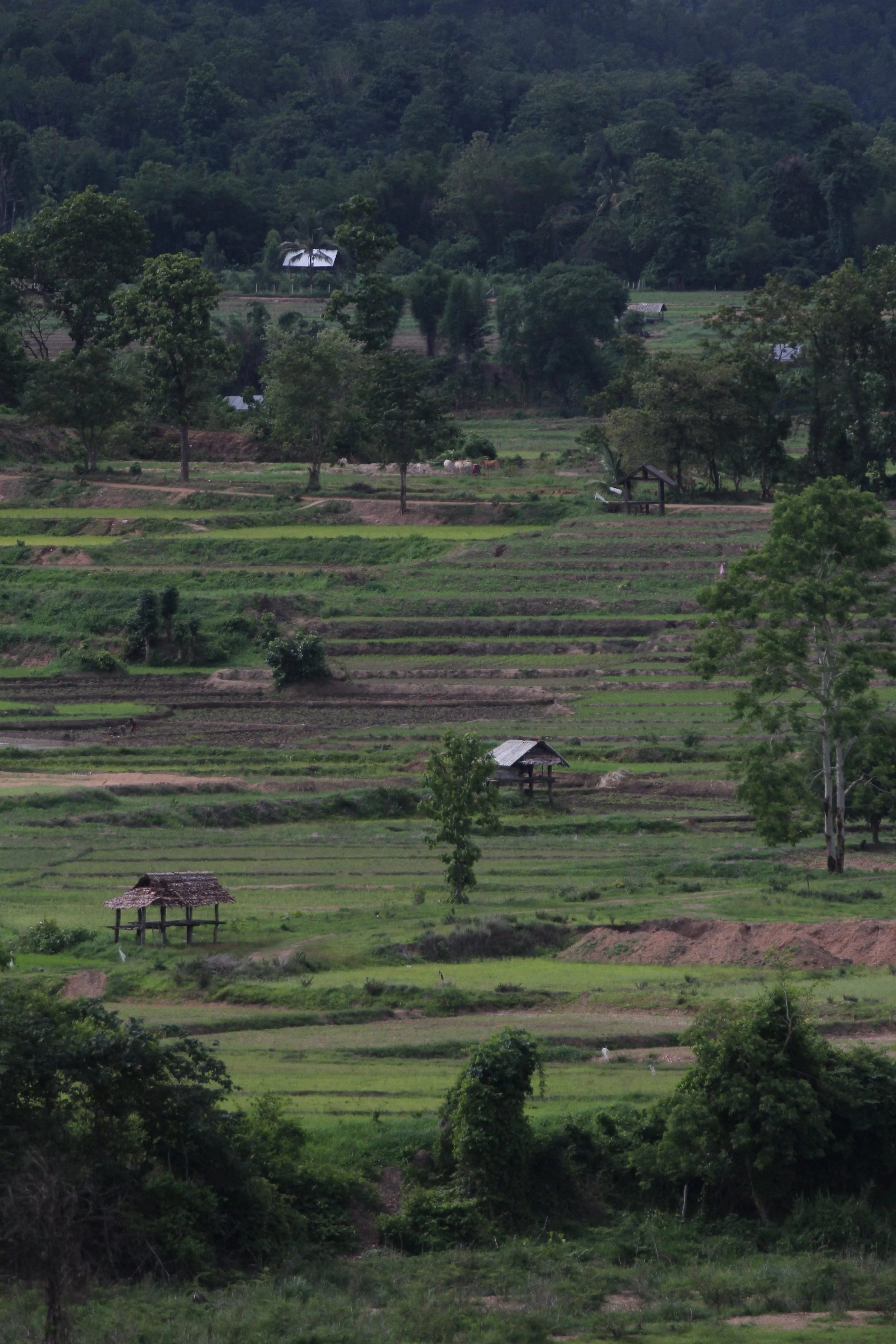 2020 7-8, 9, 10 - Omkoi Area, Chiang Mai - North Thailand Roadtrip (65).JPG