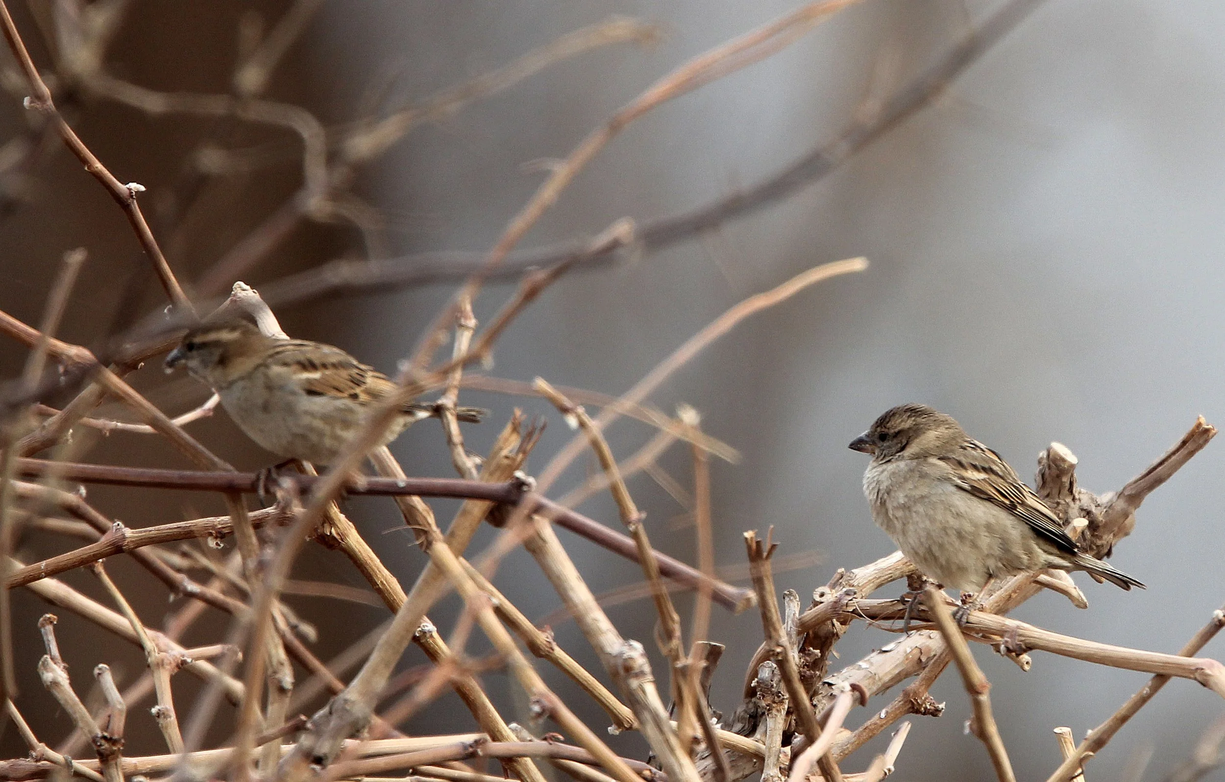 Saxaul Sparrow (Passer ammodendri) Turpan Town Xinjiang China (2).JPG