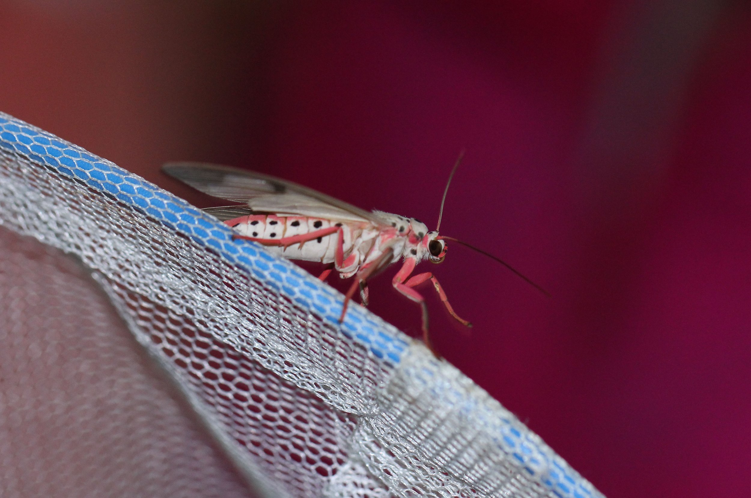 Arctiidea - Amerila astreus - Khao Yai NP, Thailand