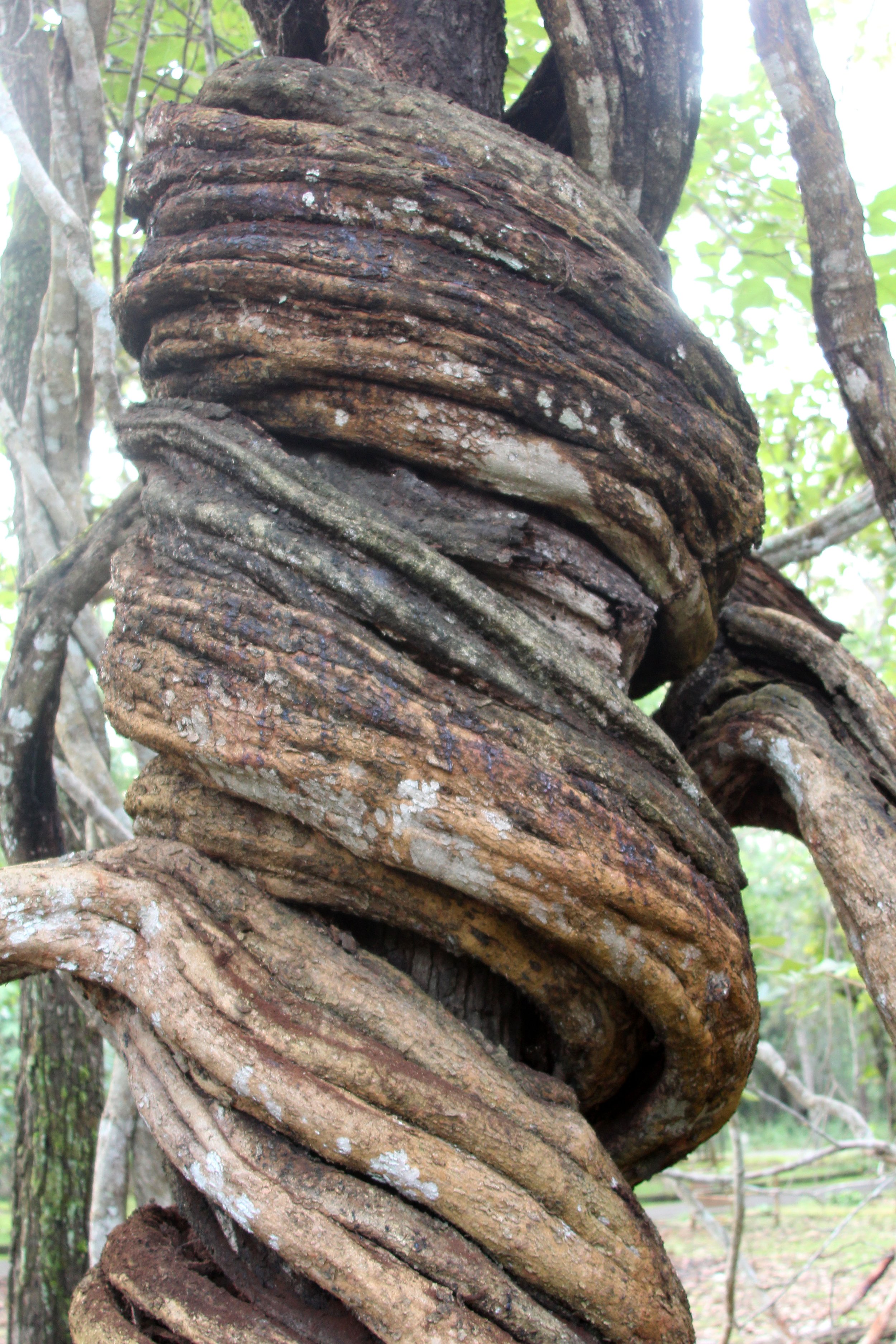 2017 Phu Khieo Wildlife Sanctuary  (9).JPG