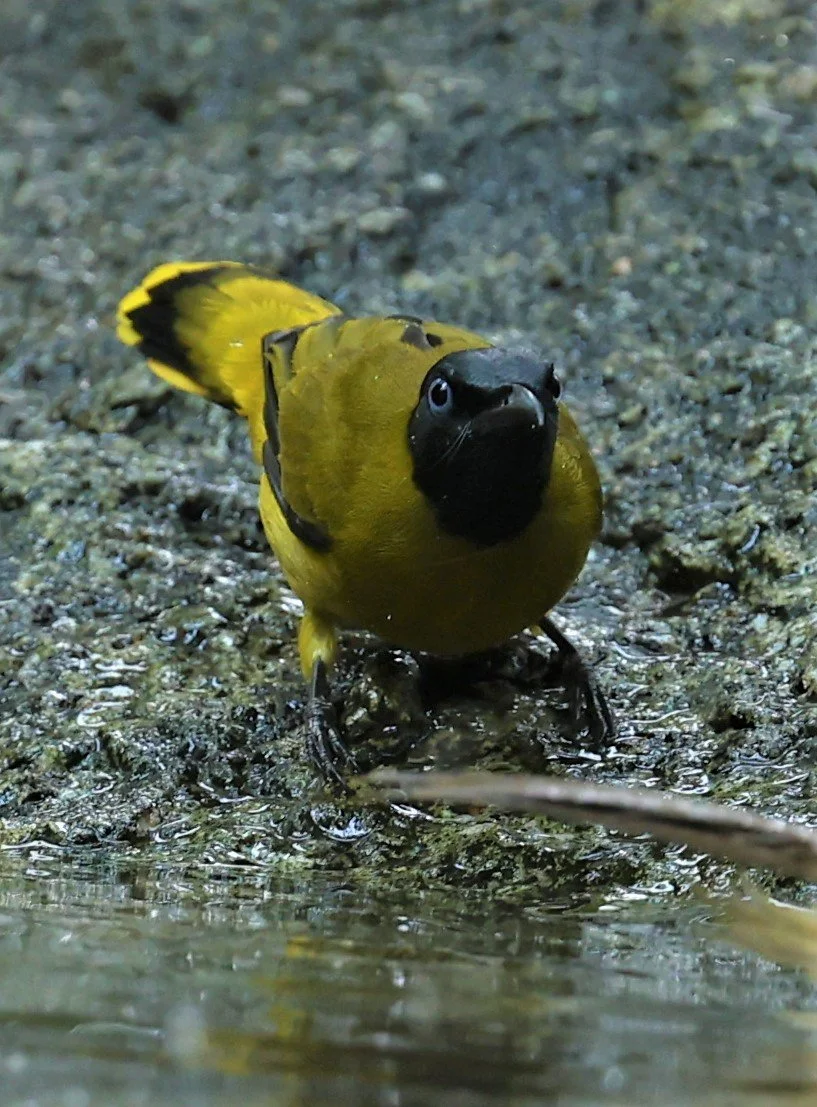 BULBUL - BLACK HEADED BULBUL - Pycnonotus atriceps - WAT THAM PRATHUM CHONBURI JAN 30 2022 (22).jpg