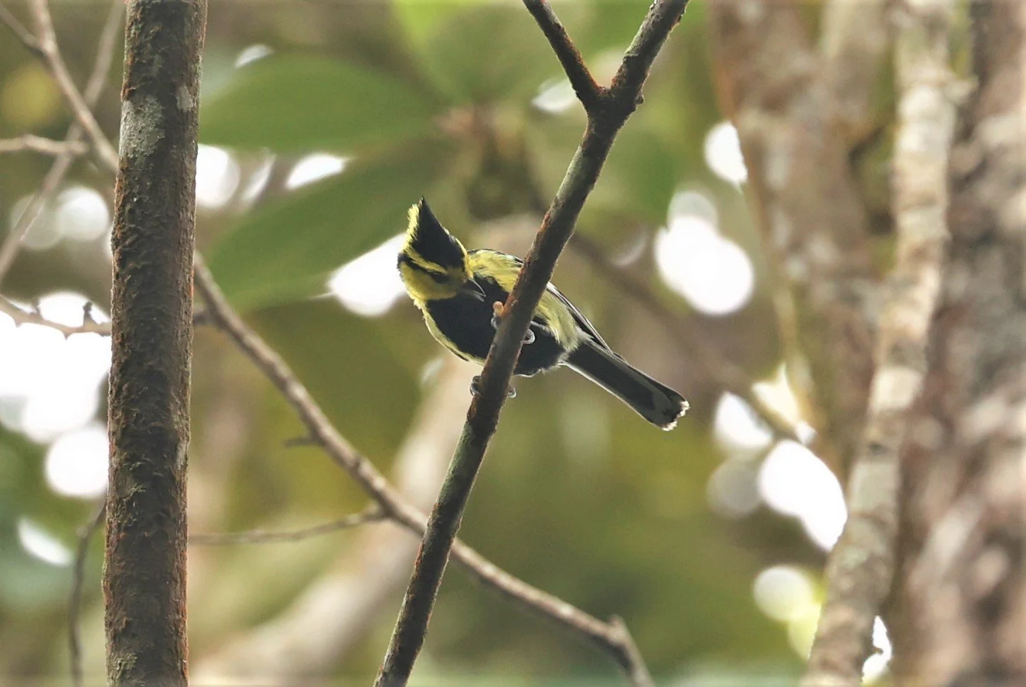 Yellow-cheeked Tit (Machlolophus spilonotus) Doi Inthanon NP, Thailand (6).jpg
