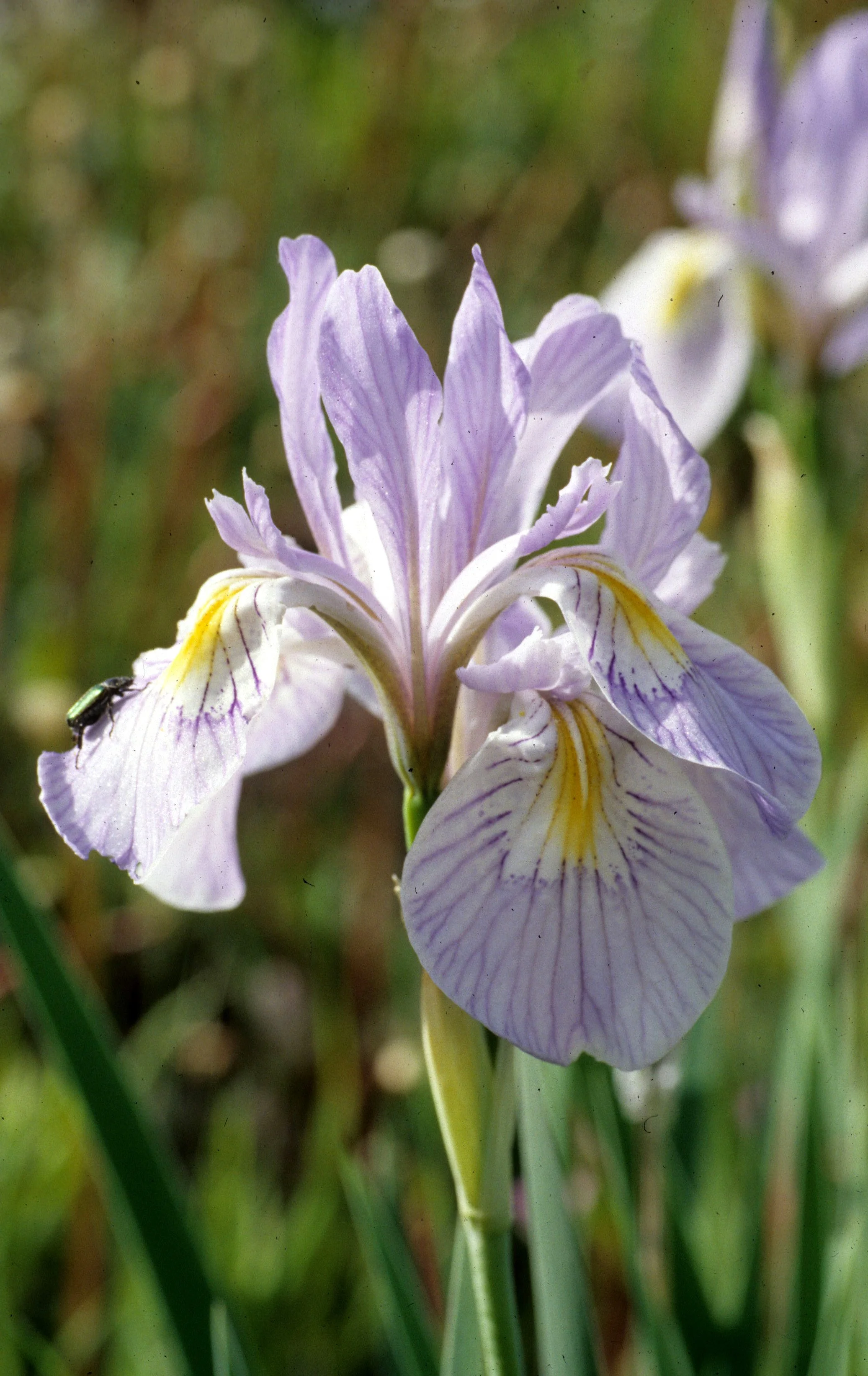 CALIFORNIA - POINT REYES - IRIS DOUGLASII.jpg