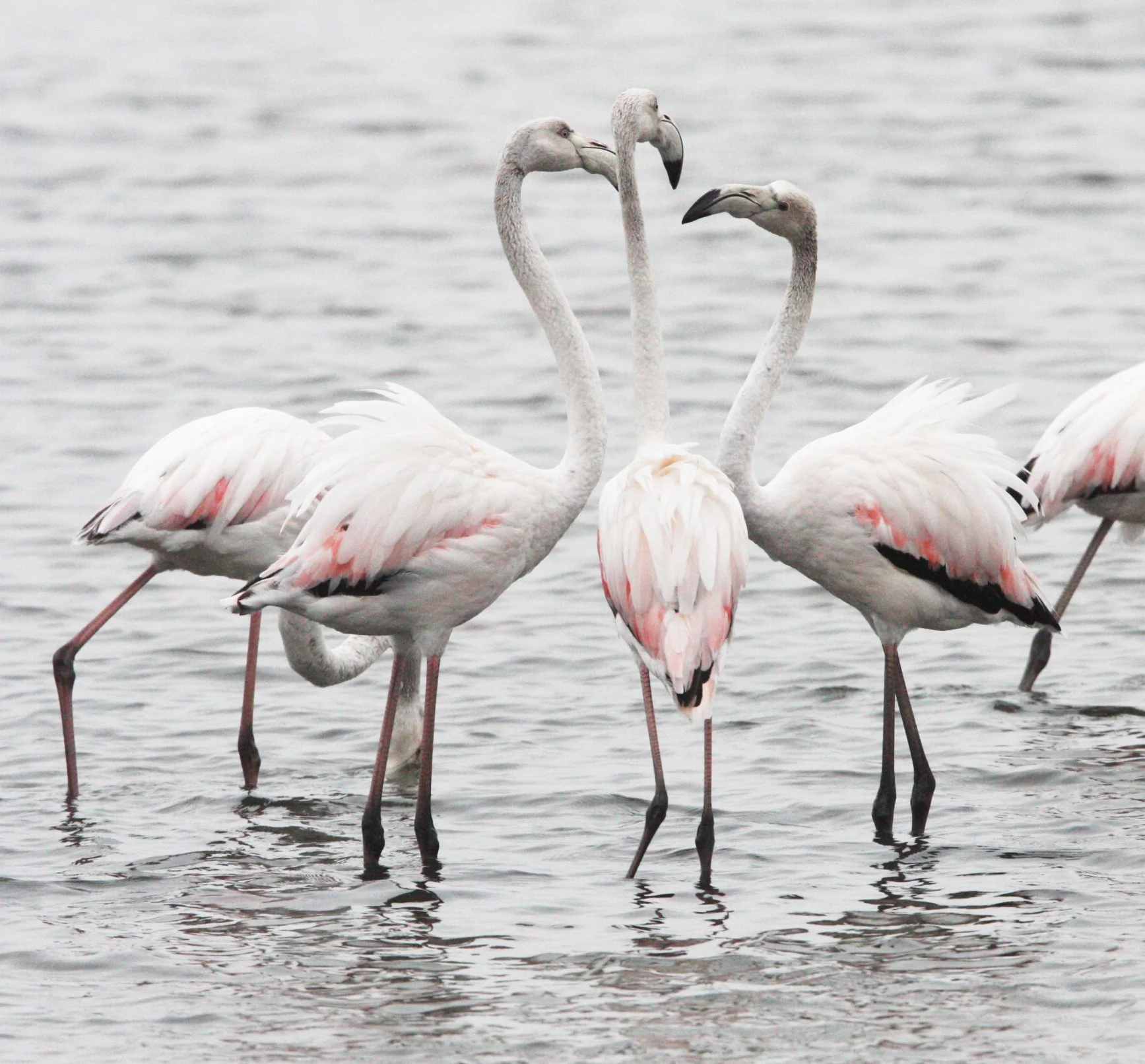 Phoenicopterus roseus - Greater Flamingo - Walvis Bay Namibia (34).JPG