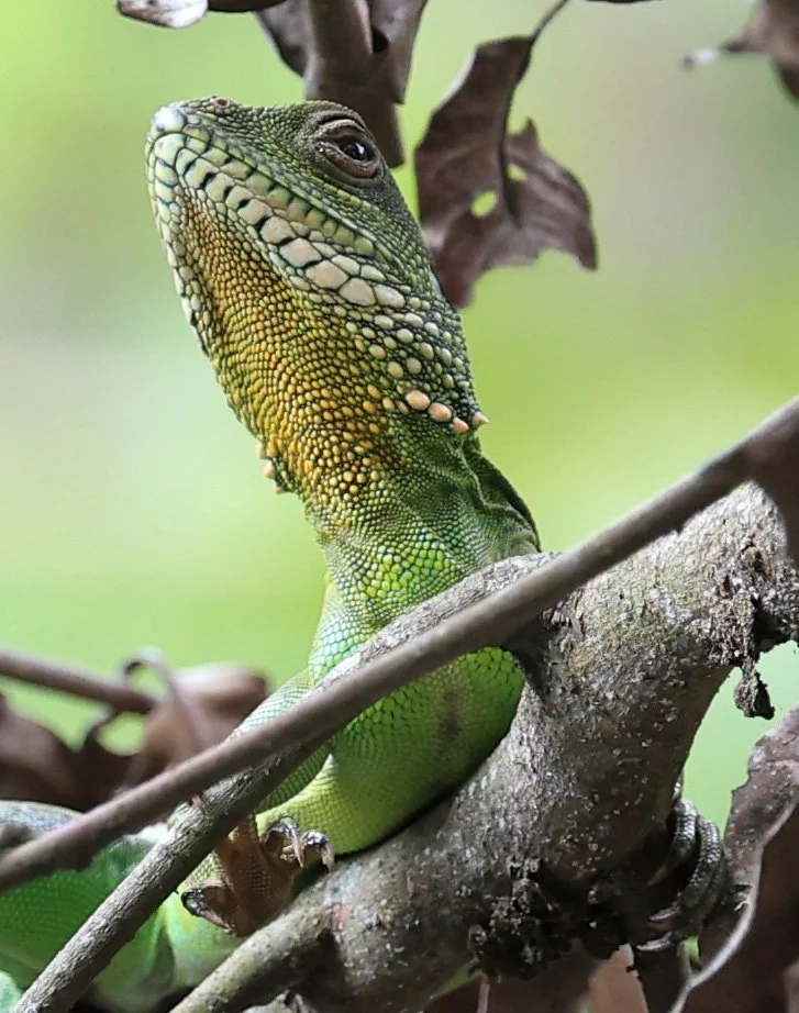 Chinese Water Dragon (Physignathus cocincinus) 