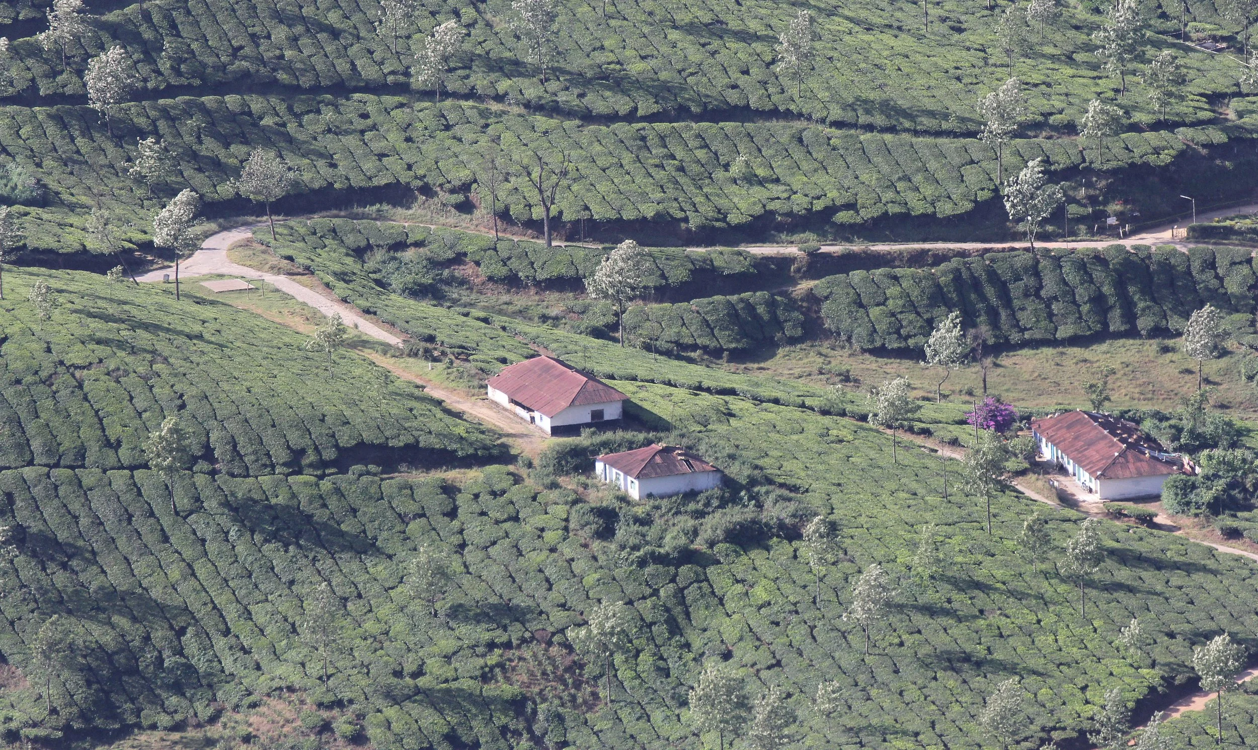 ERAVIKULUM NATIONAL PARK KERALA INDIA (1).JPG