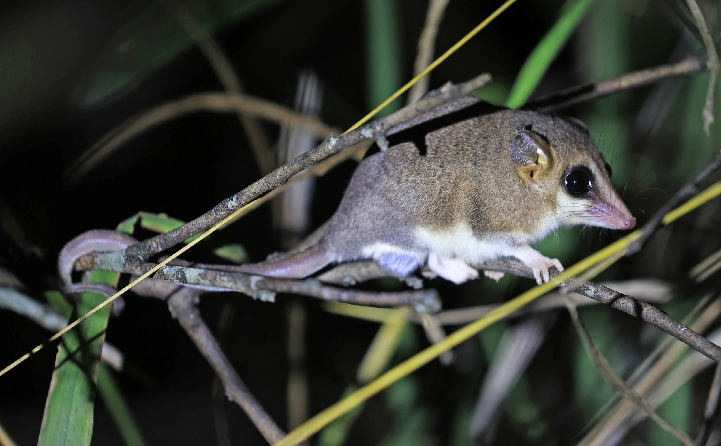 Chaco Fat-Tailed Mouse Opossum (Thylamys pusillus) 