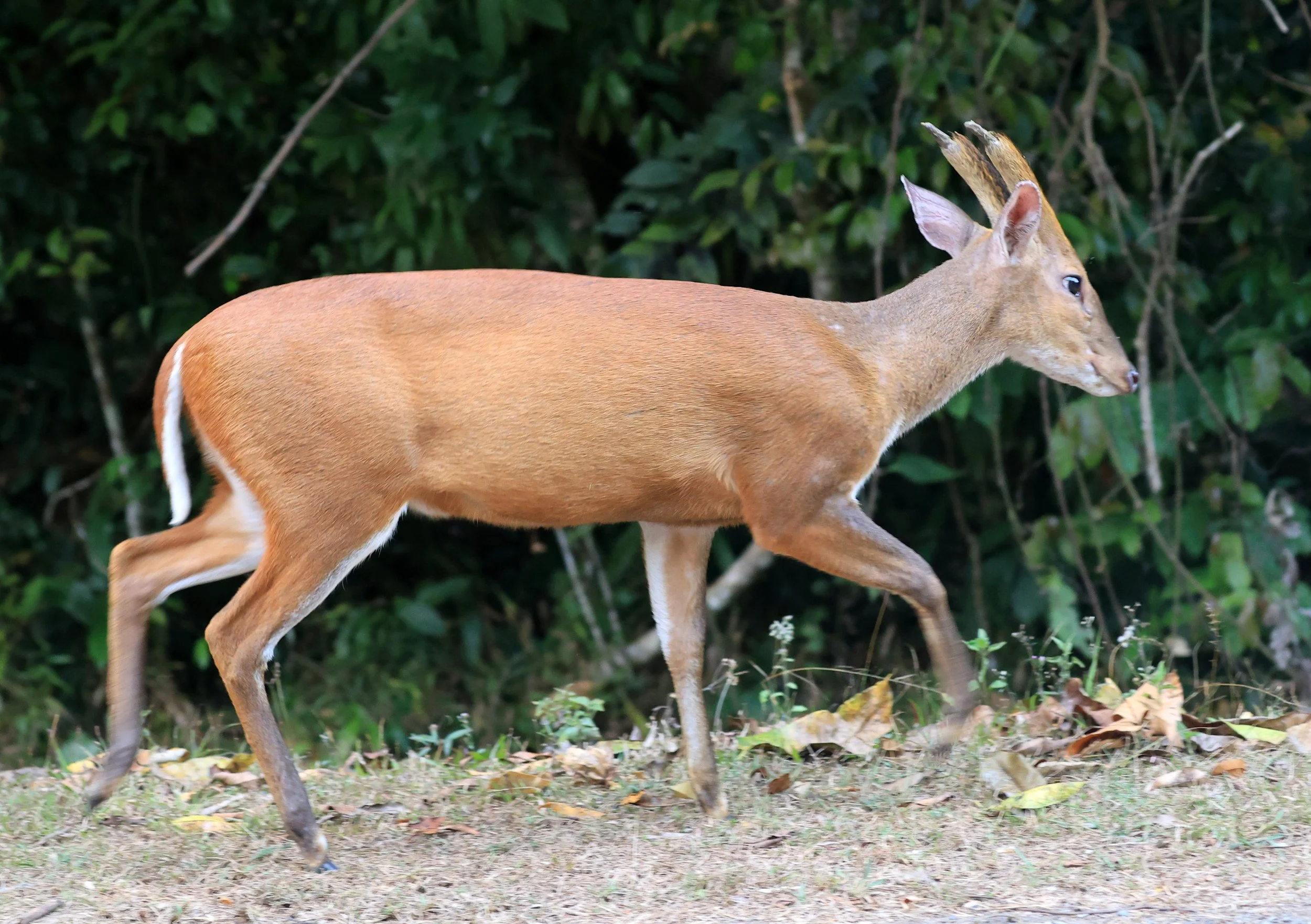 Southern Red Muntjac (Muntiacus muntjak) Khao Yai National Park, Thailand (8).jpg