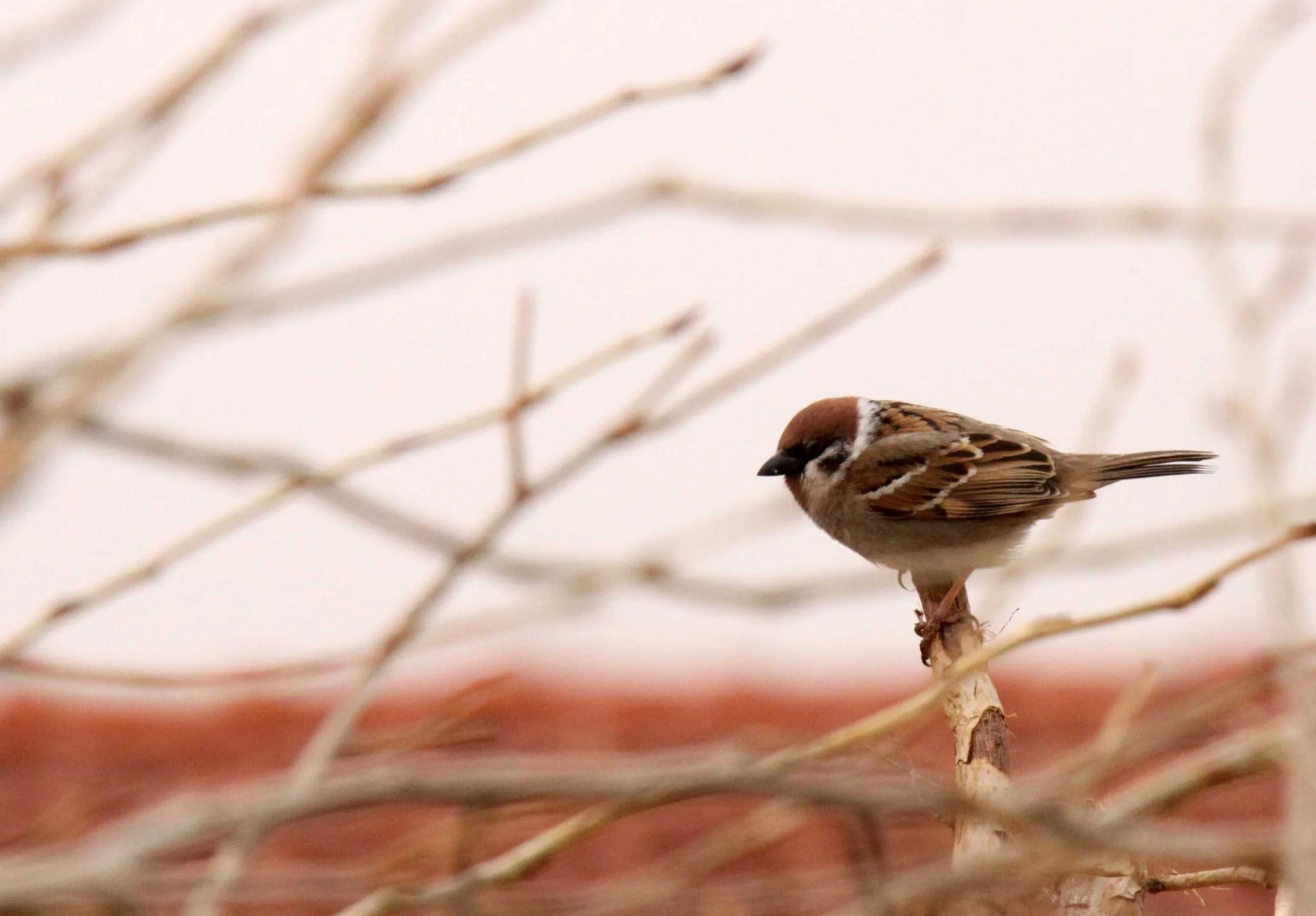 Eurasian Tree Sparrow (Passer montanus) Kulun Qi Inner Mongolia China (2).JPG
