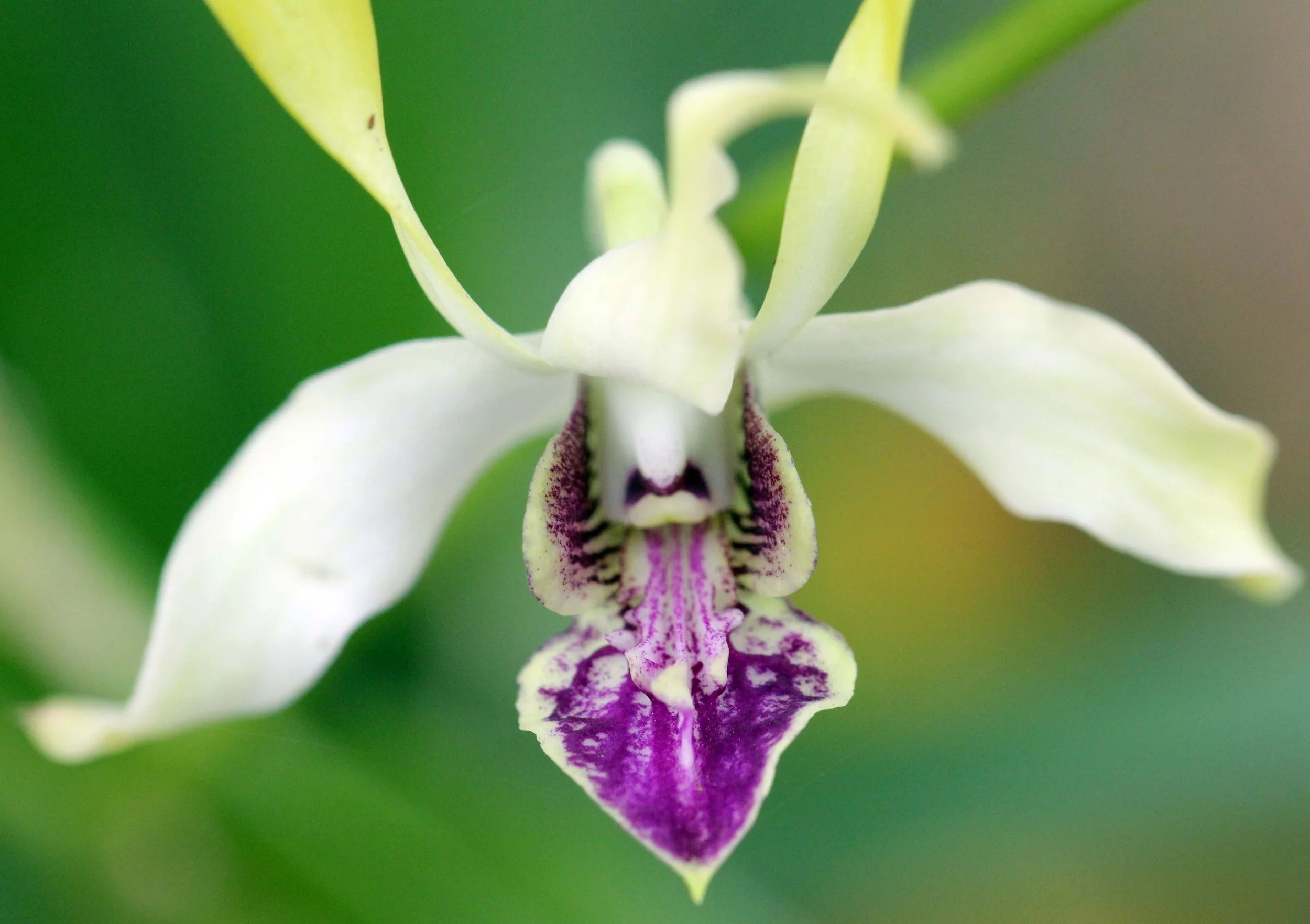 2013 Ayutthaya ISB Passion Day (116).JPG