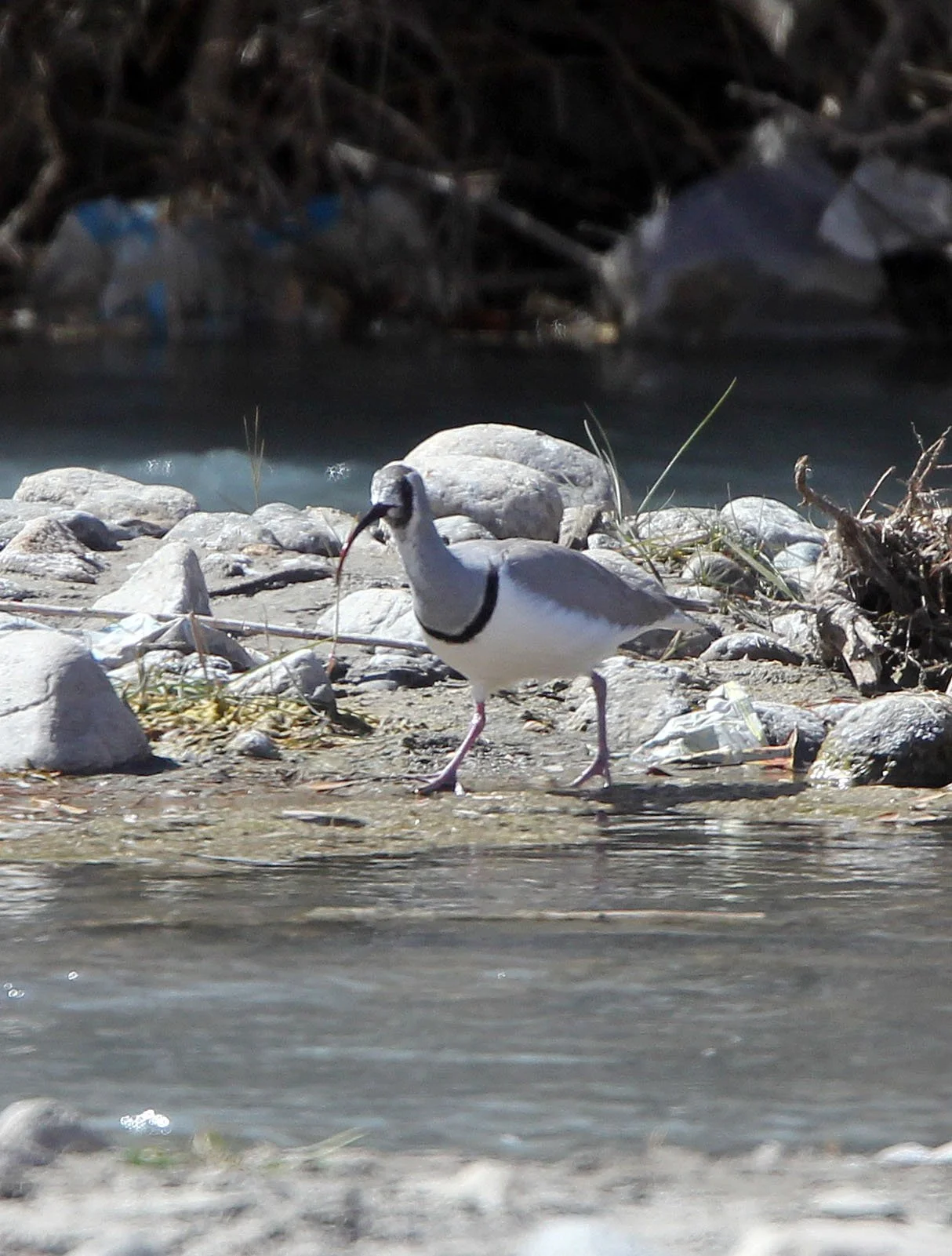 BIRD - IBISBILL - LEH - LADAKH INDIA - JAMUU & KASHMIR (11).JPG