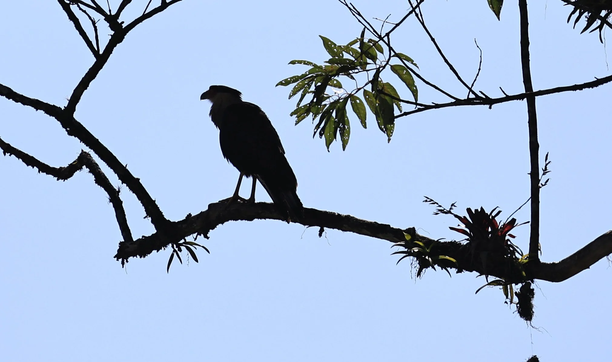 Crested Caracara (Caracara plancus) Superagui National Park, Brazil (2).jpg