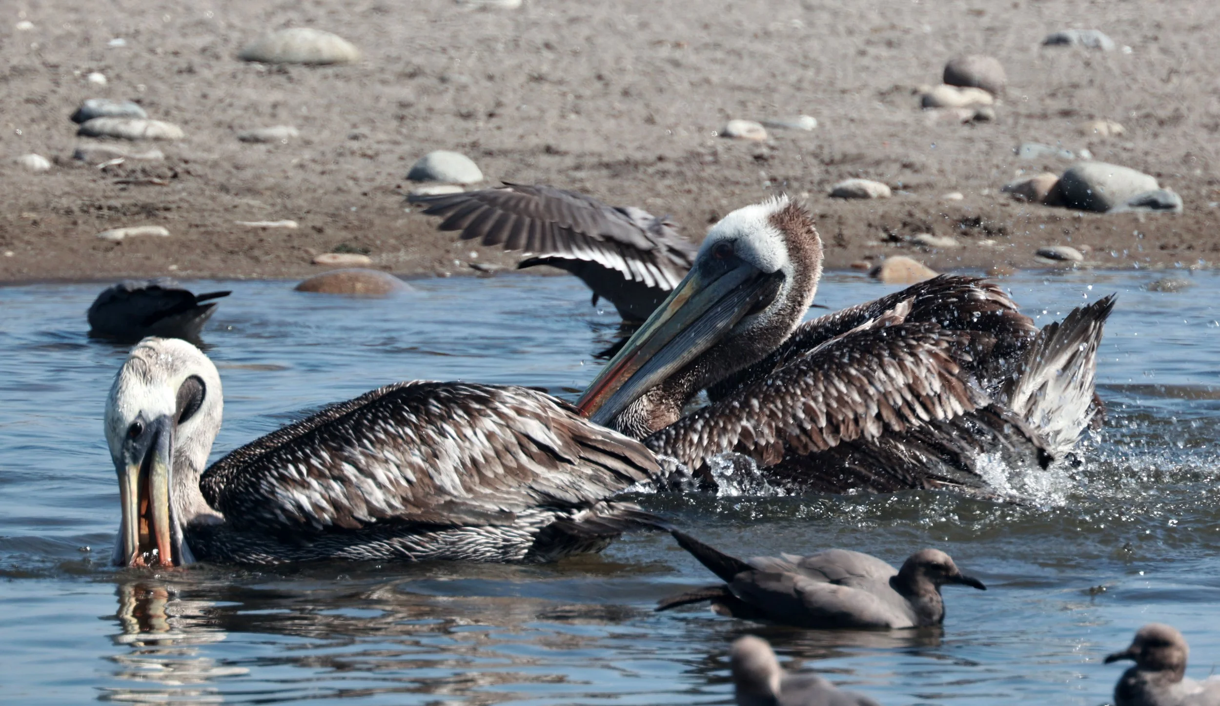 Pelican - Peruvian Pelican - Pelecanus thagus - Arica, Chile & Coastline South (33).jpg