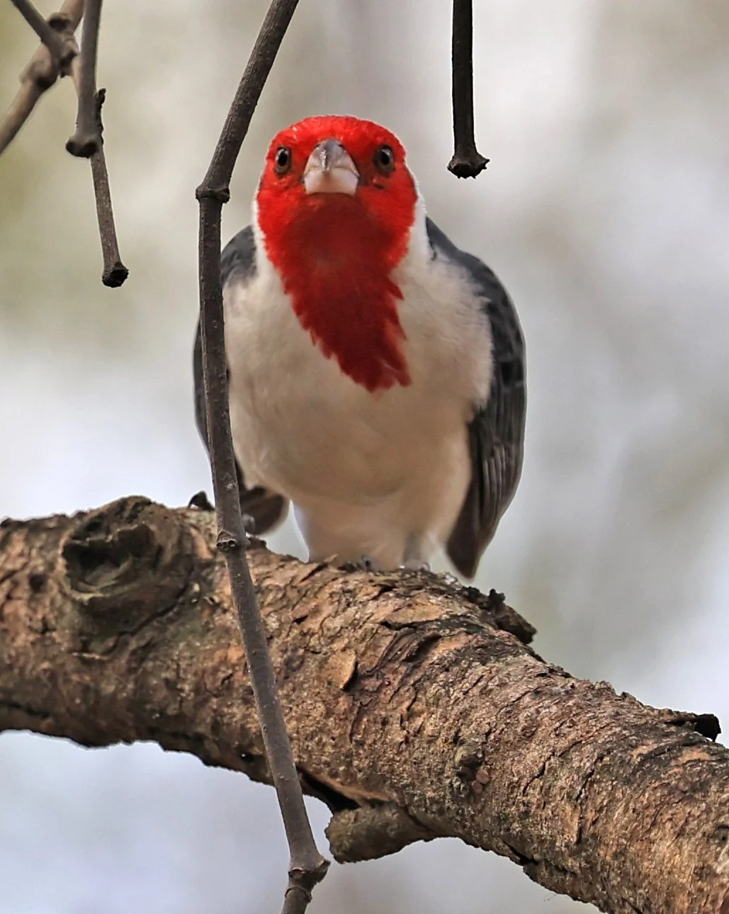 Yellow-billed Cardinal (Paroaria capitata) Hotel Campestre Iparoma Paraguay 