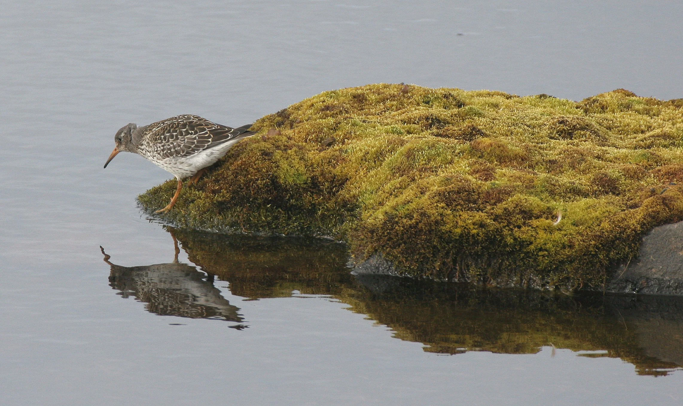 Purple Sandpiper