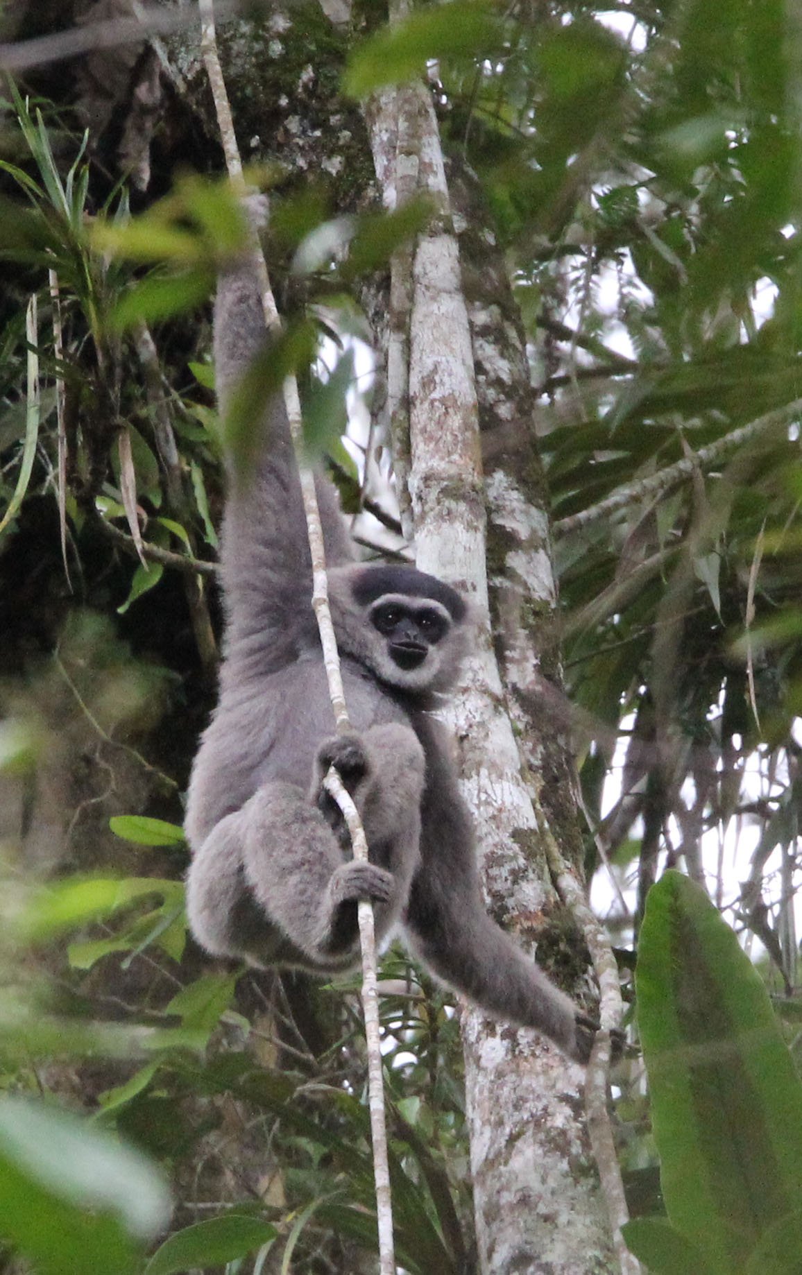 HYLOBATIDAE - Hylobates moloch moloch - MOLOCH SILVERY GIBBON (JAVAN) - GEDE NATIONAL PARK JAVA BARAT INDONESIA (48).JPG