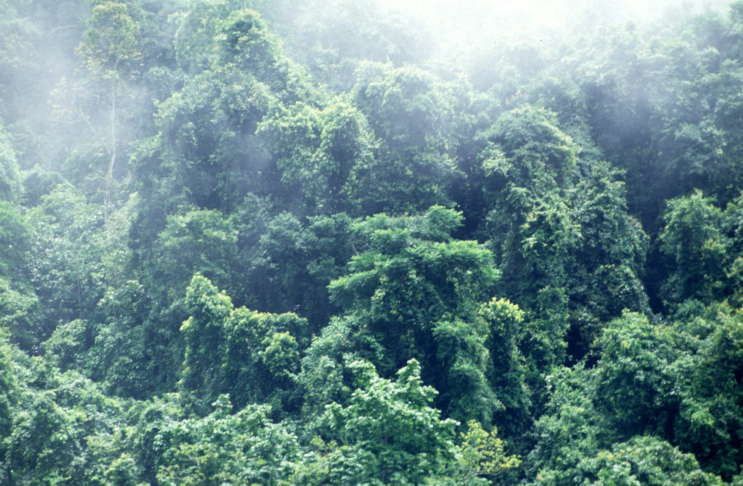 CUC PHUONG NATIONAL PARK - 1994 (7).jpg