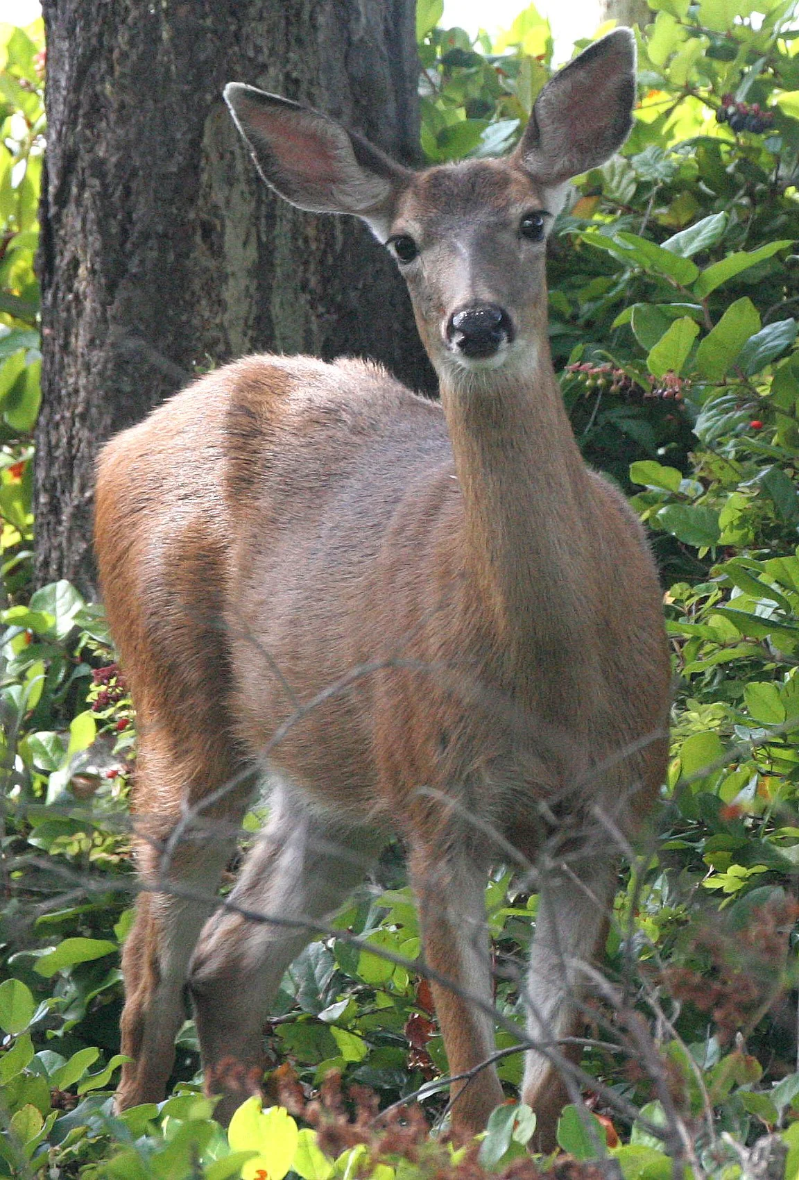 CERVID - DEER - BLACK-TAILED DEER - GASMAN (8).jpg
