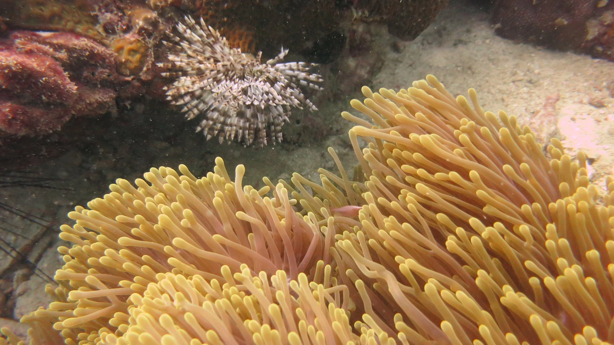 2016 BPS Satthahip Dive Trip with Marine Conservation Club (86).JPG