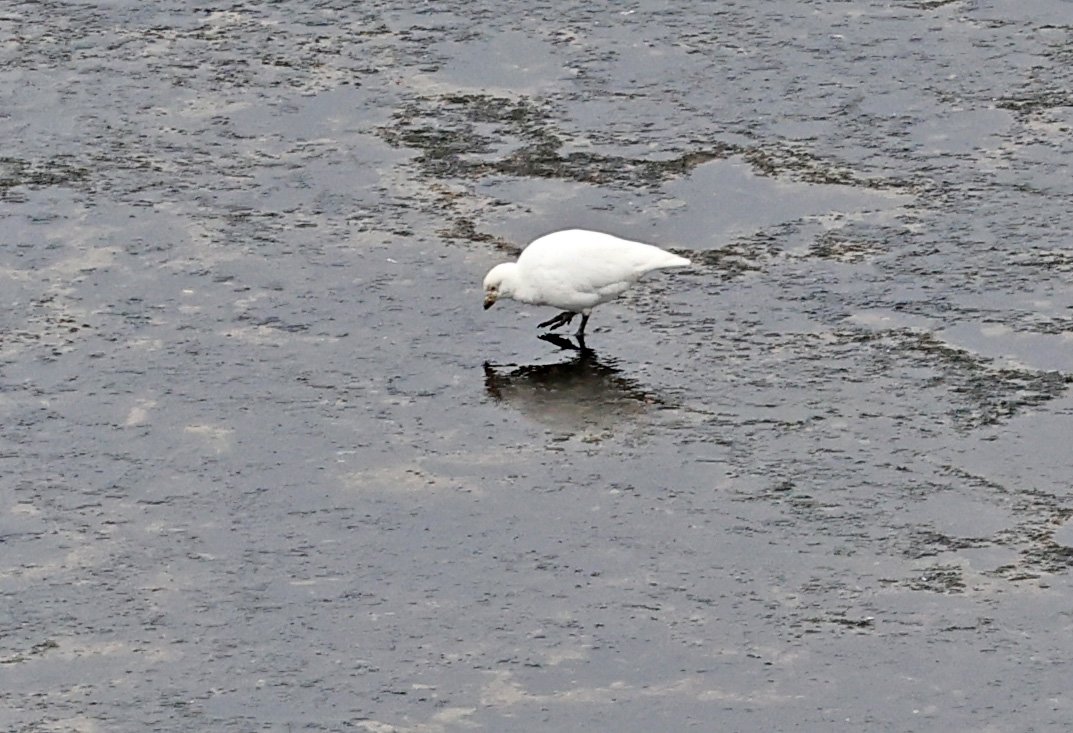Snowy Sheathbill (Chionis albus) Puerto Pyramides, Valdes Peninsula, Chubut Province, Argentina (7).jpg