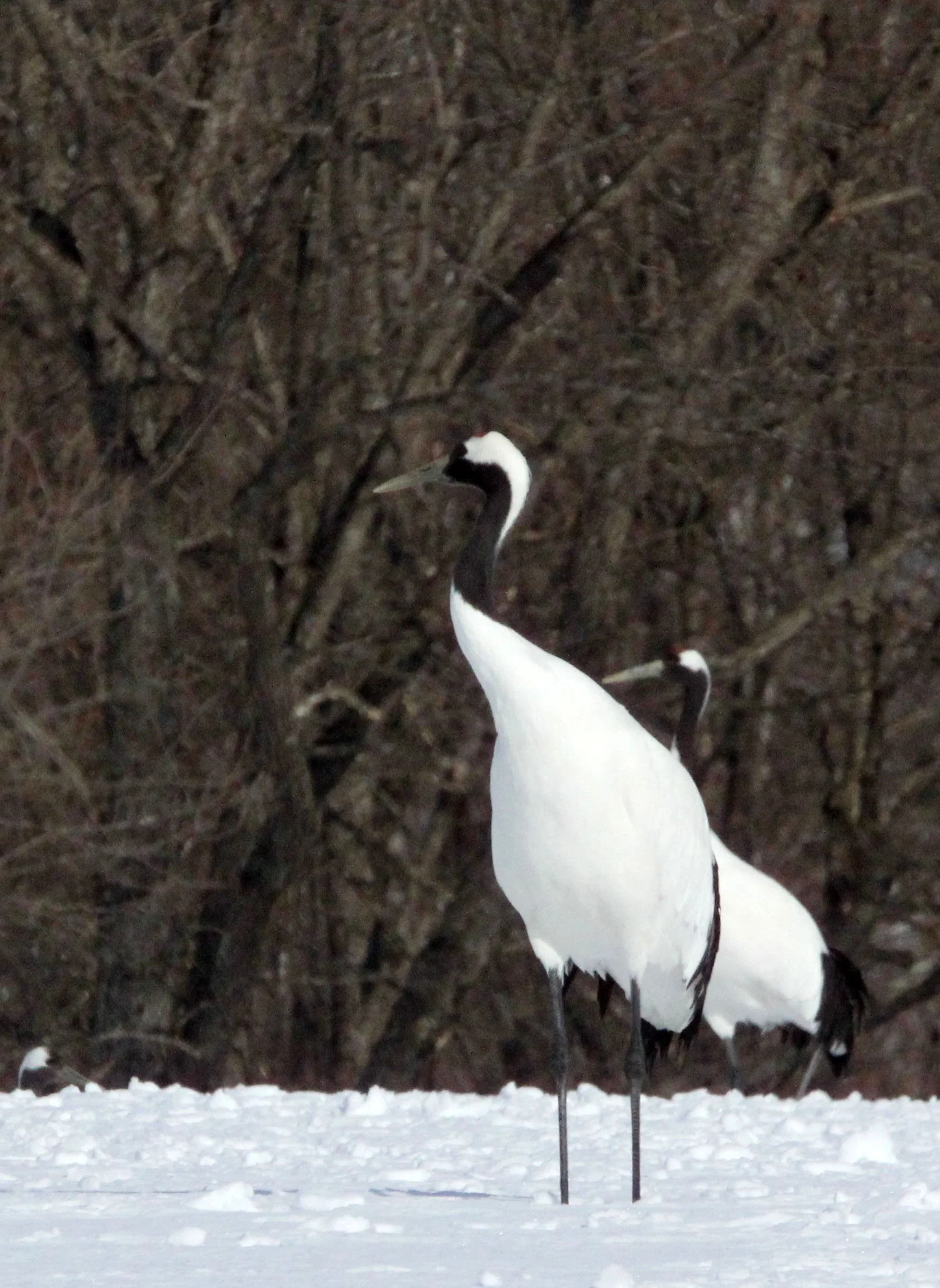 BIRD - CRANE - JAPANESE RED-CROWN CRANE - TSURUI CRANE CENTER - HOKKAIDO JAPAN (298).JPG