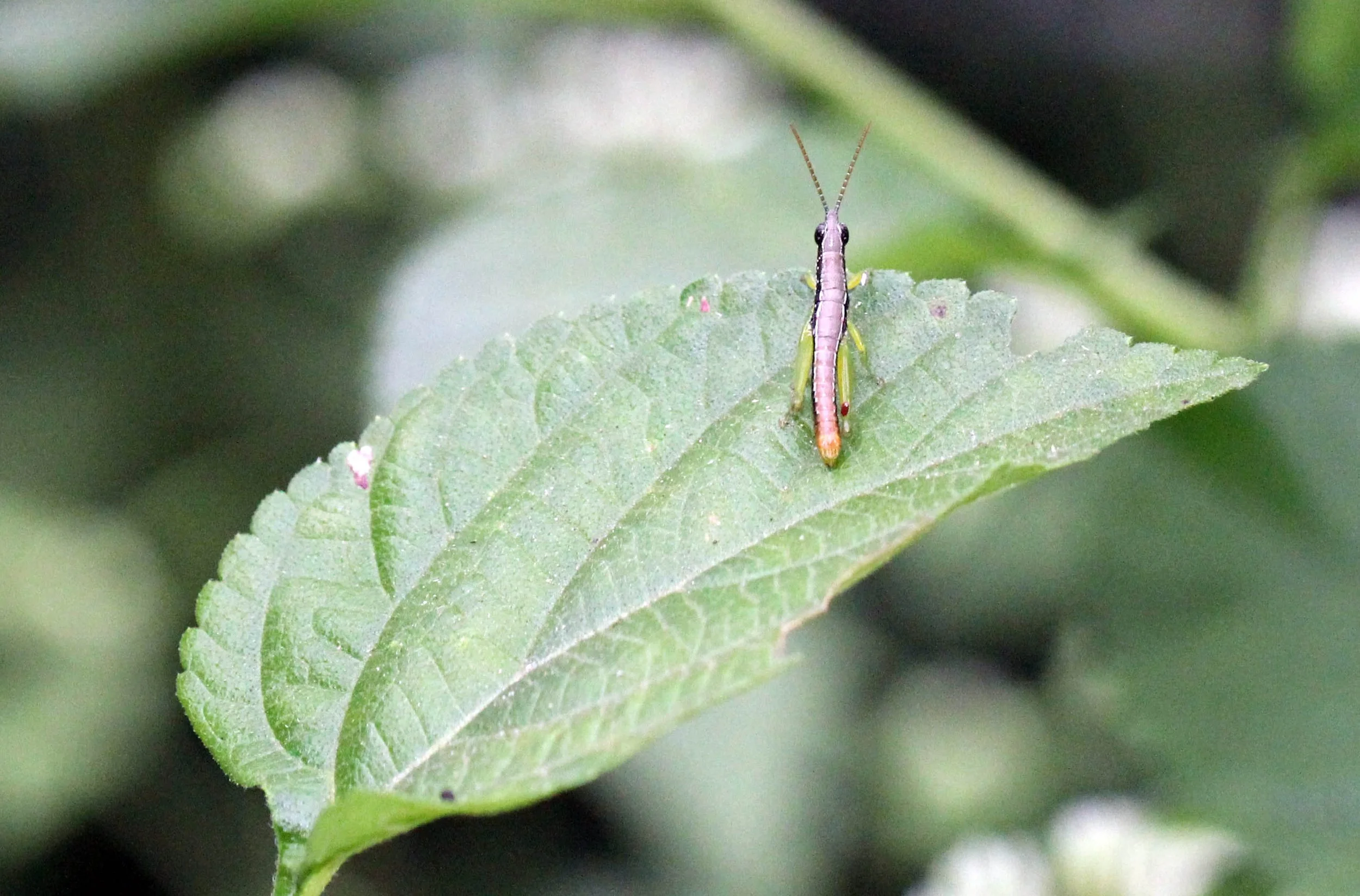 Acrididae - Species 4 - Sigiriya Fortress, Sri Lanka