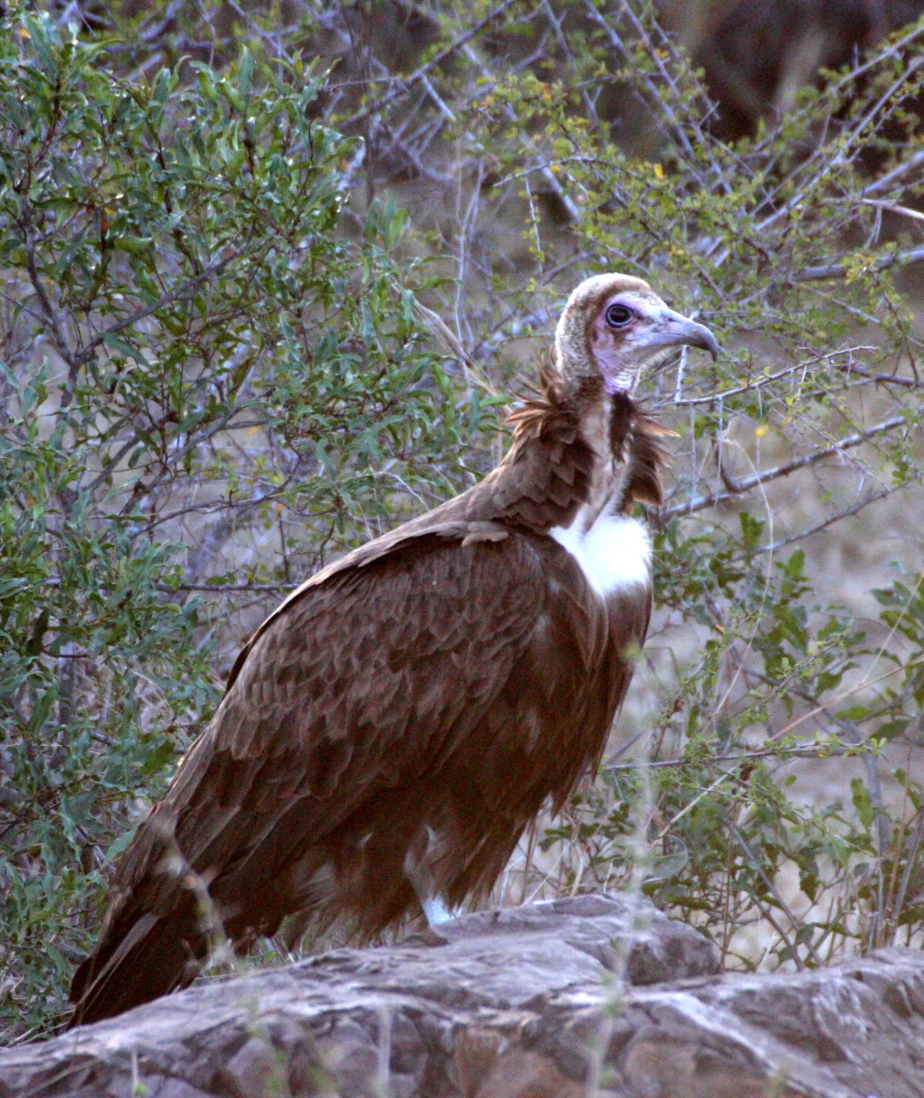 Necrosyrtes monachus - HOODED VULTURE - NECROSYRTES MONACHUS - KRUGER NATIONAL PARK SOUTH AFRICA (3).JPG