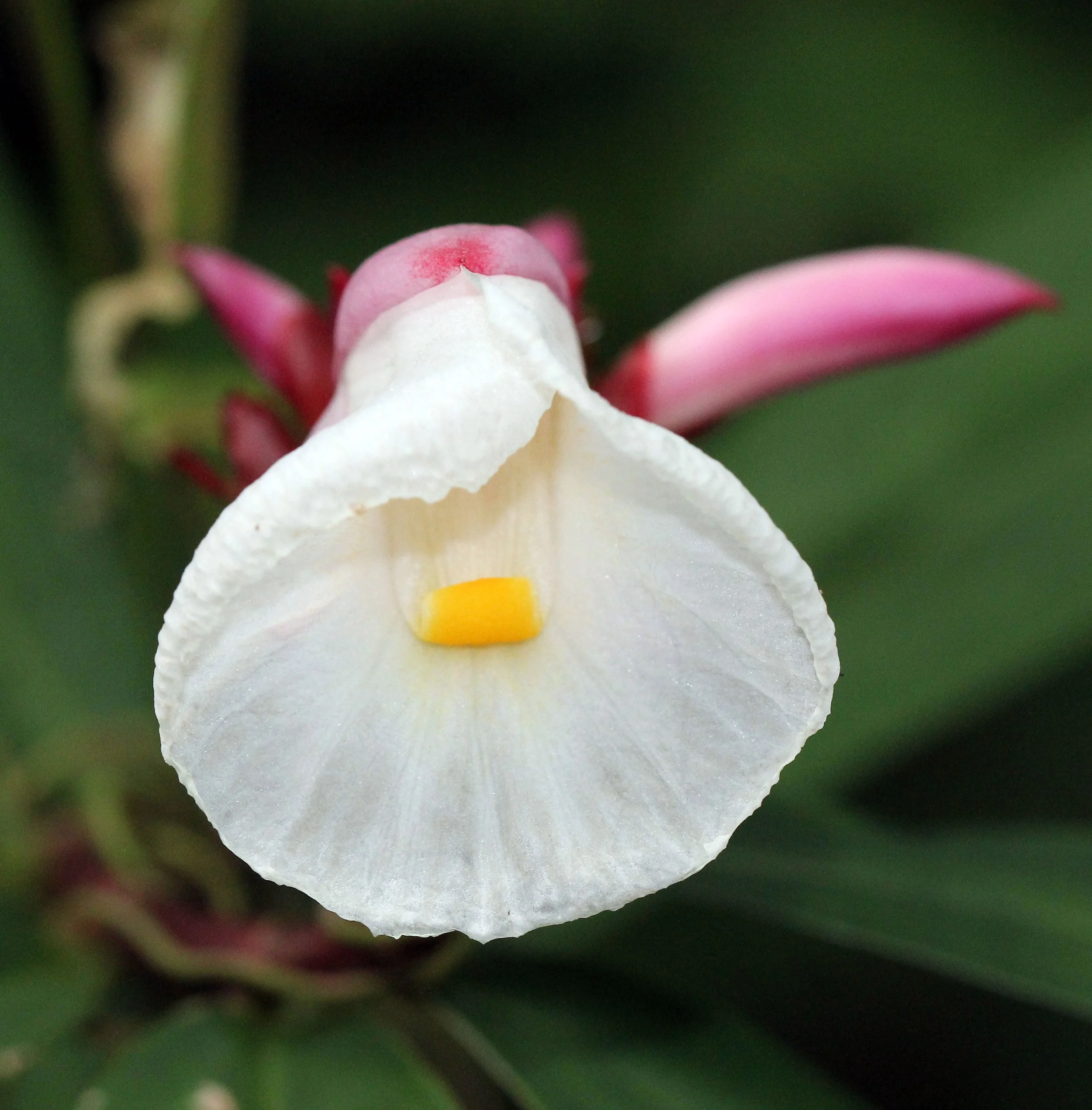 2015 Koh Lanta October Break Trip  (139).JPG