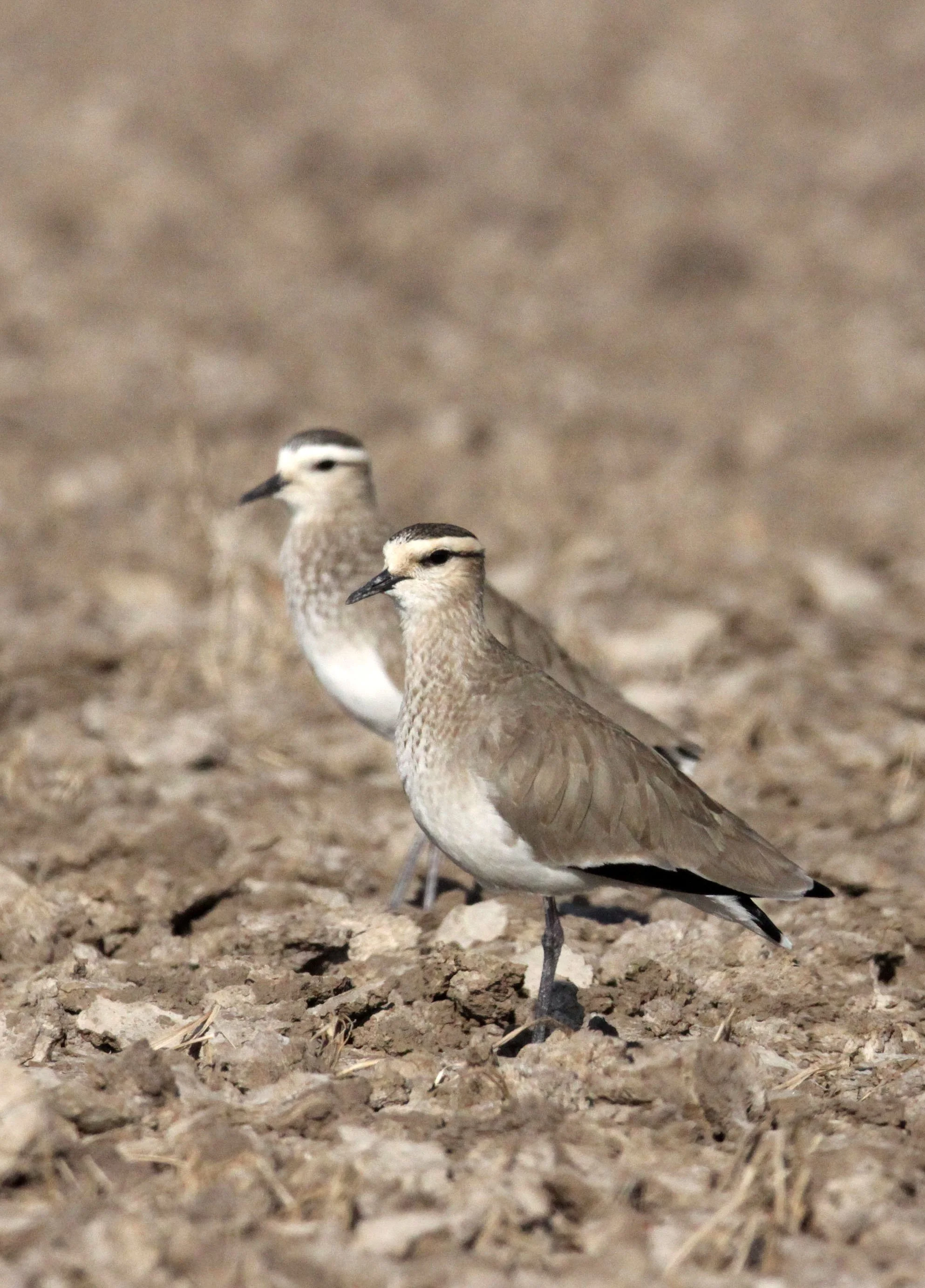 LAPWING - SOCIABLE LAPWING - Vanellus gregarius - LITTLE RANN OF KUTCH GUJARAT INDIA (52).JPG