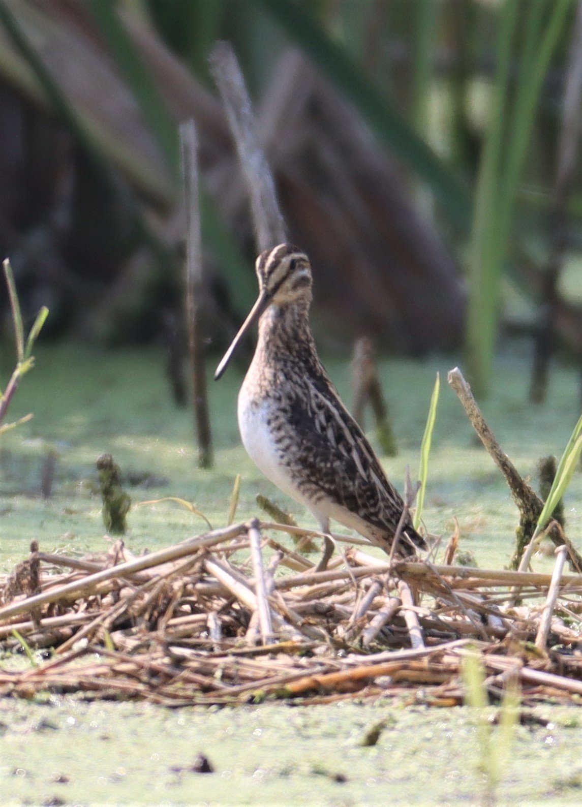 SNIPE - COMMON SNIPE - Gallinago gallinago - LAT KRABANG WETLANDS NEAR BKK (4).jpg
