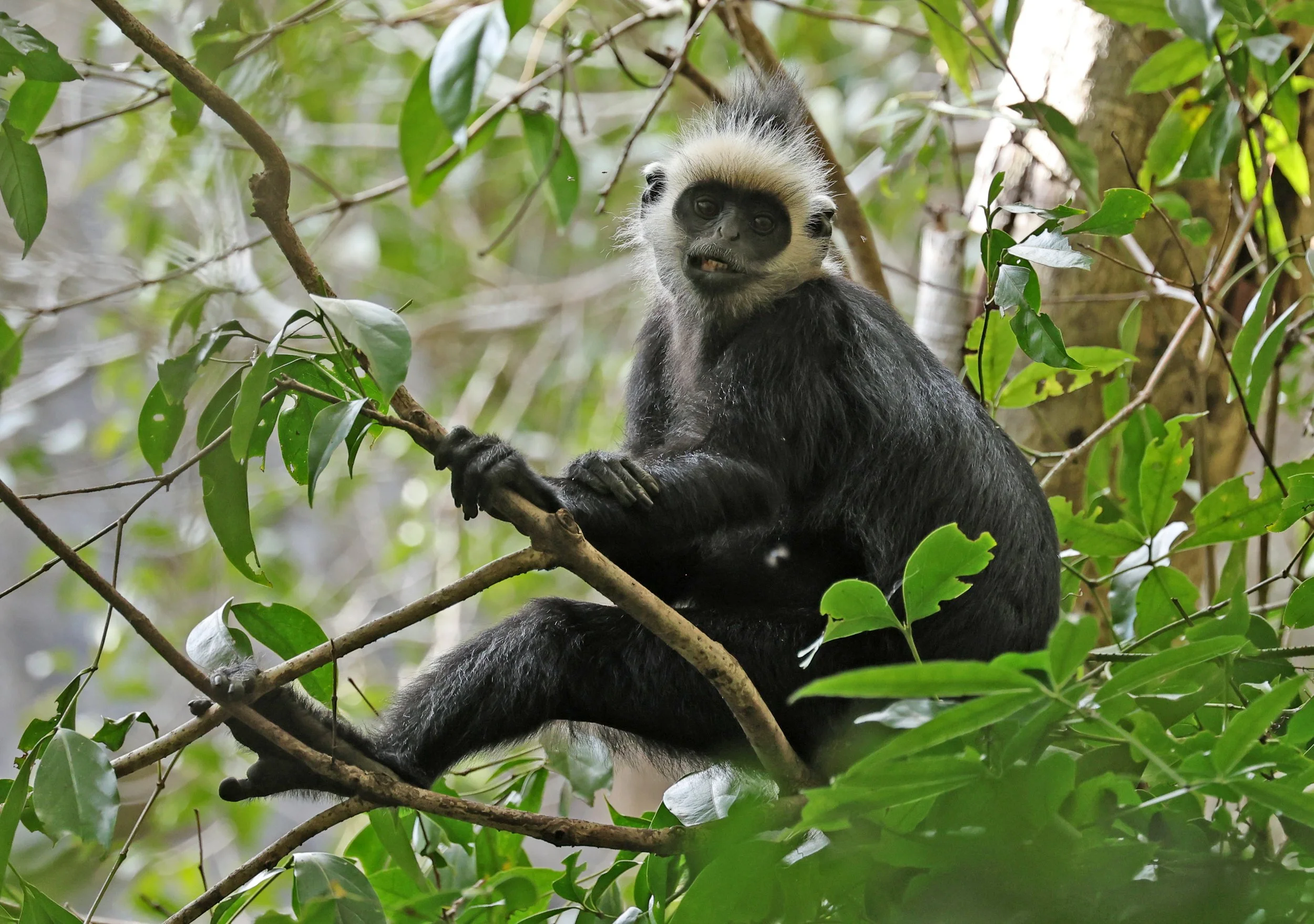 Laotian Langur or White-browed Black Langur (Trachypithecus laotum) The Rock Viewpoint, Khammouane Province Laos (97).jpg