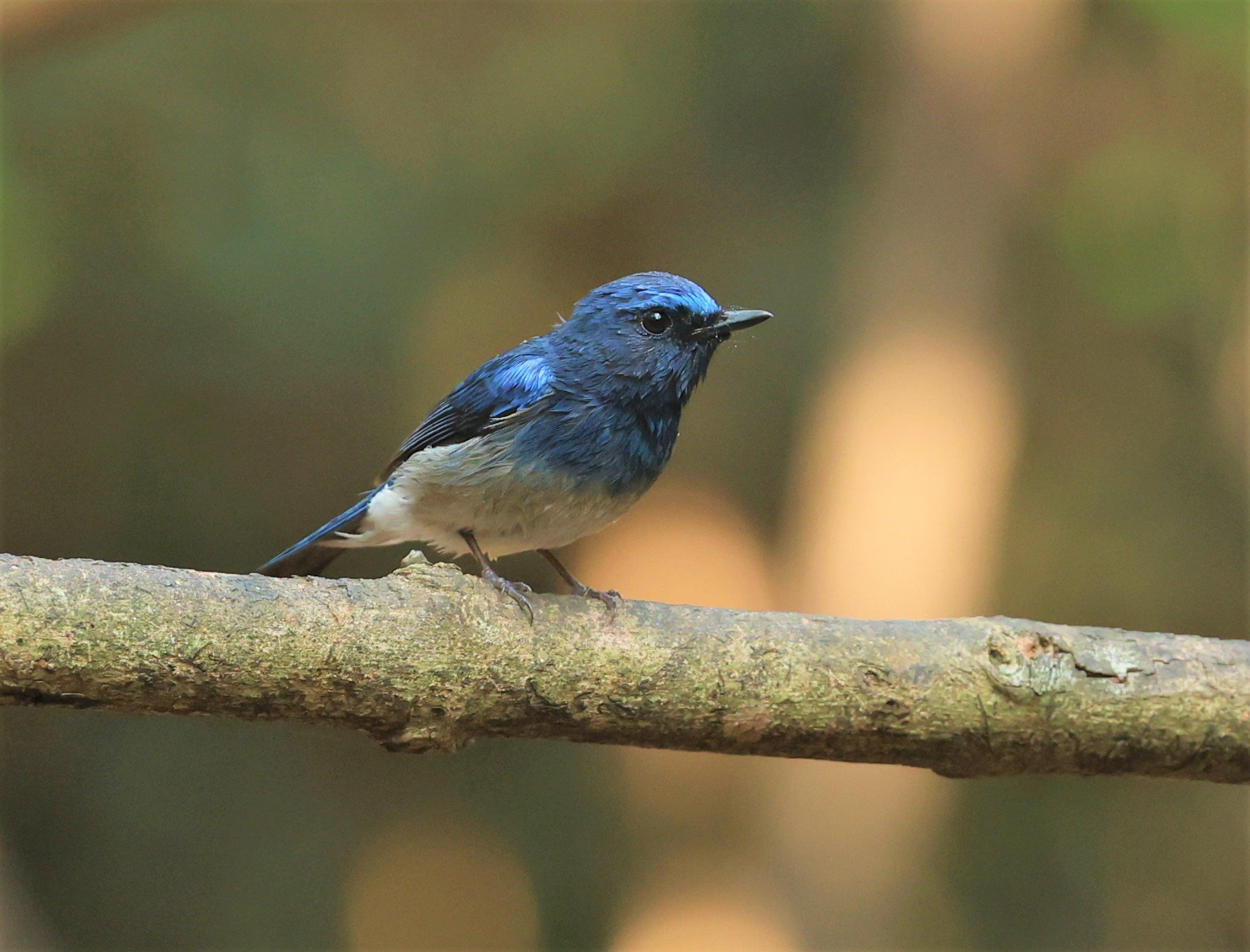 FLYCATCHER - HAINAN BLUE FLYCATCHER - Cyornis hainanus - LUNG SIN HIDE NEAR KAENG KRACHAN FEB 2022 (18).jpg
