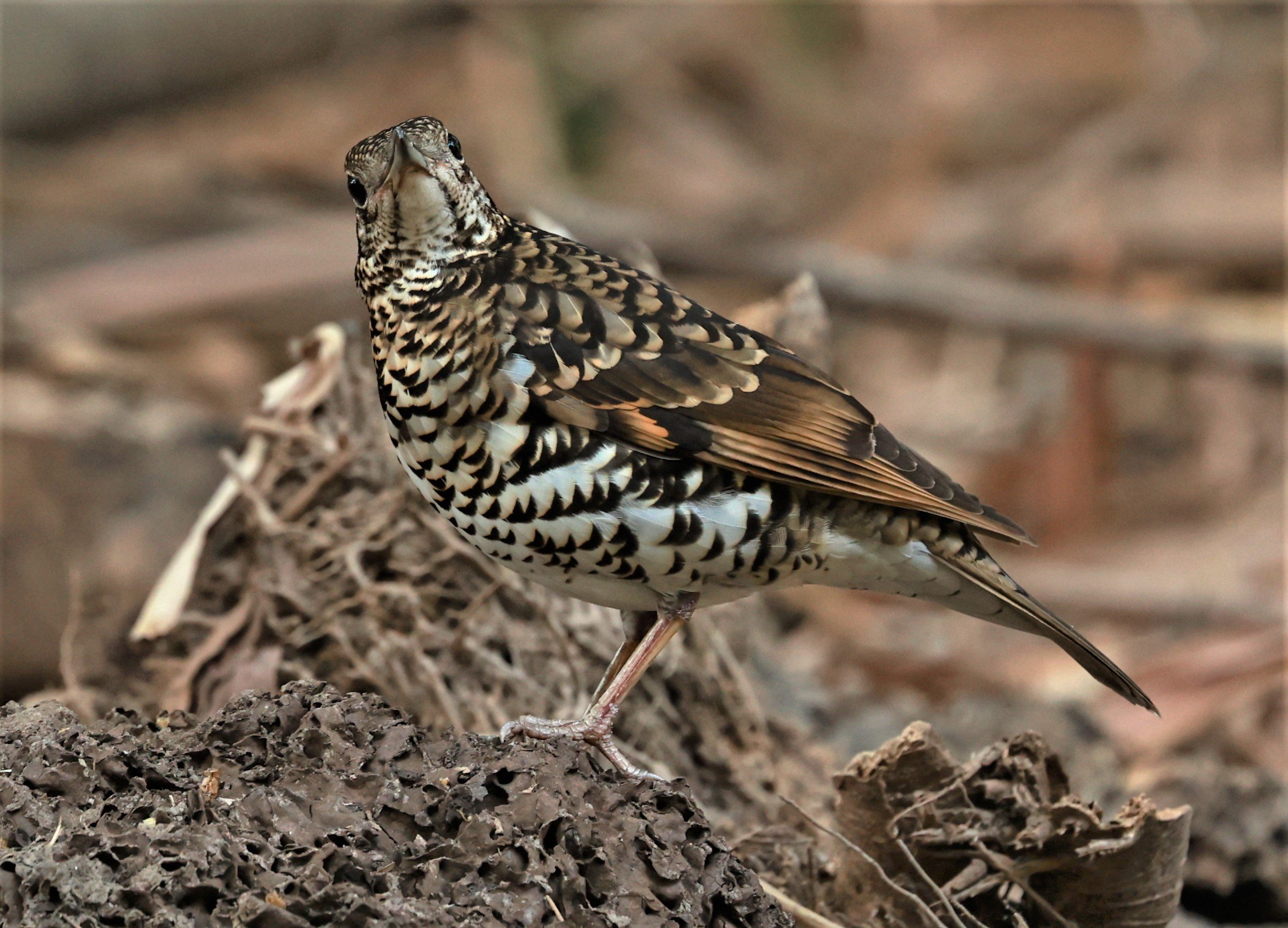 White's Thrush (Zoothera aurea) Putthamonthon Park Nakhon Pathom Thailand (101).jpg
