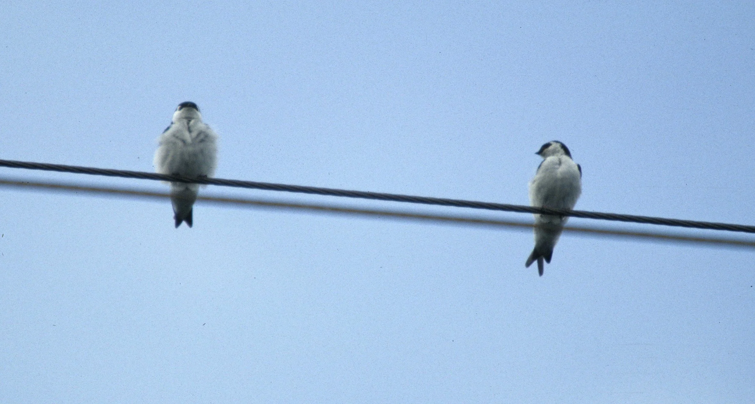 Violet-green Swallow (Tachycineta thalassina) Klammath Basin Oregon.jpg