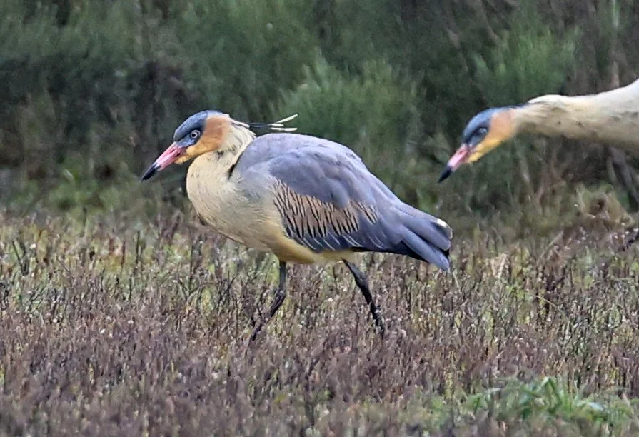 Whistling Heron (Syrigma sibilatrix) El Palmar National Park, Entre Rios, Argentina (17).jpg