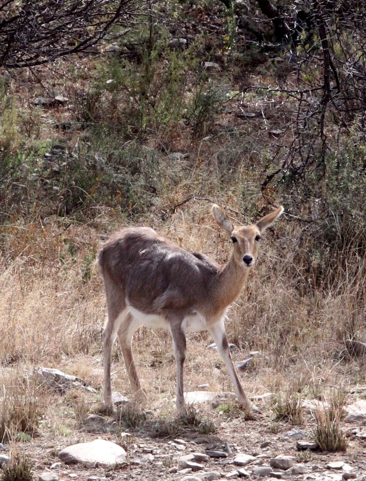 REEDBUCK - SOUTHERN MOUNTAIN REEDBUCK - Redunca fulvorufula - KAROO SOUTH AFRICA (2).JPG