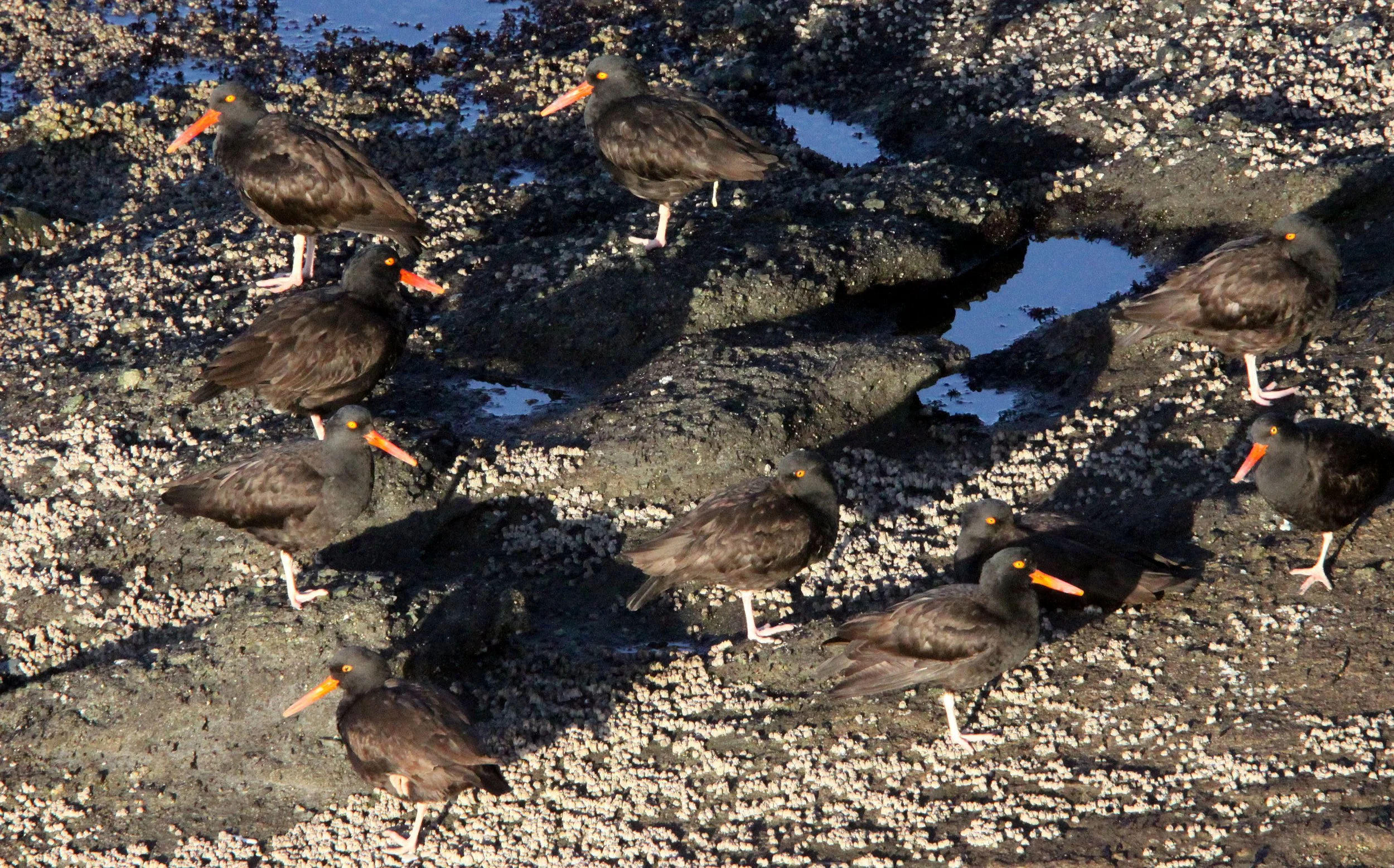 Black Oystercatcher (Haematopus bachmani) Cape Flattery Washington (1).JPG
