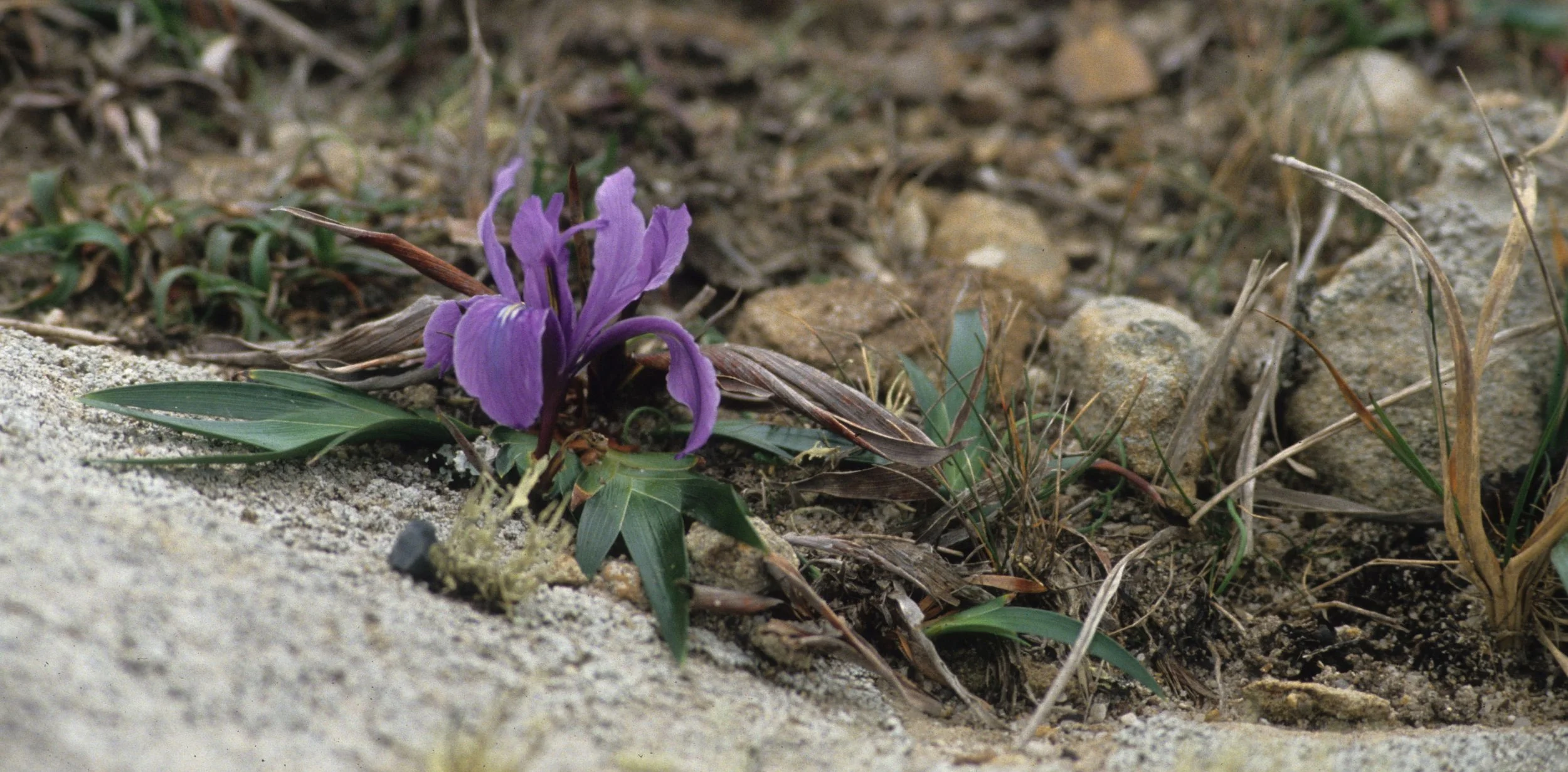 CALIFORNIA - POINT REYES - IRIS DOUGLASII - DOUGLAS IRIS PROSTRATE ON CLIFF EDGE.jpg