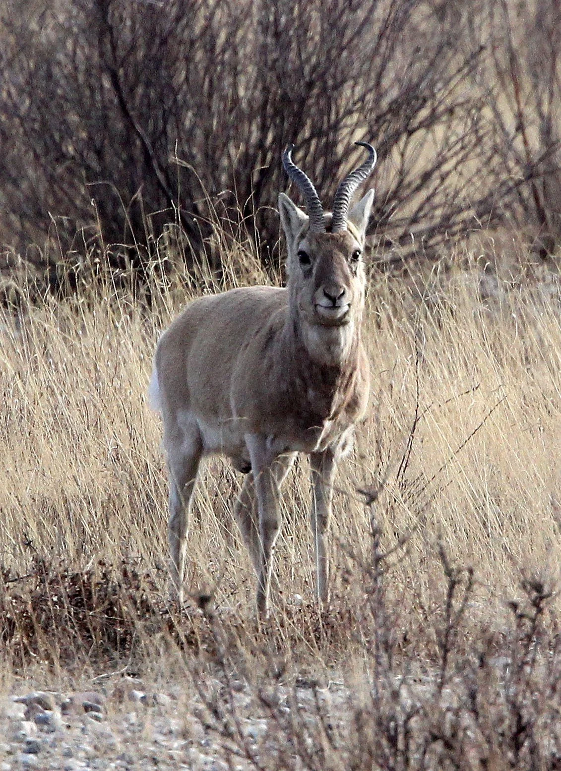 GAZELLE - PRZEWALSKI'S GAZELLE - Procapra przewalskii - QINGHAI LAKE CHINA (35).JPG