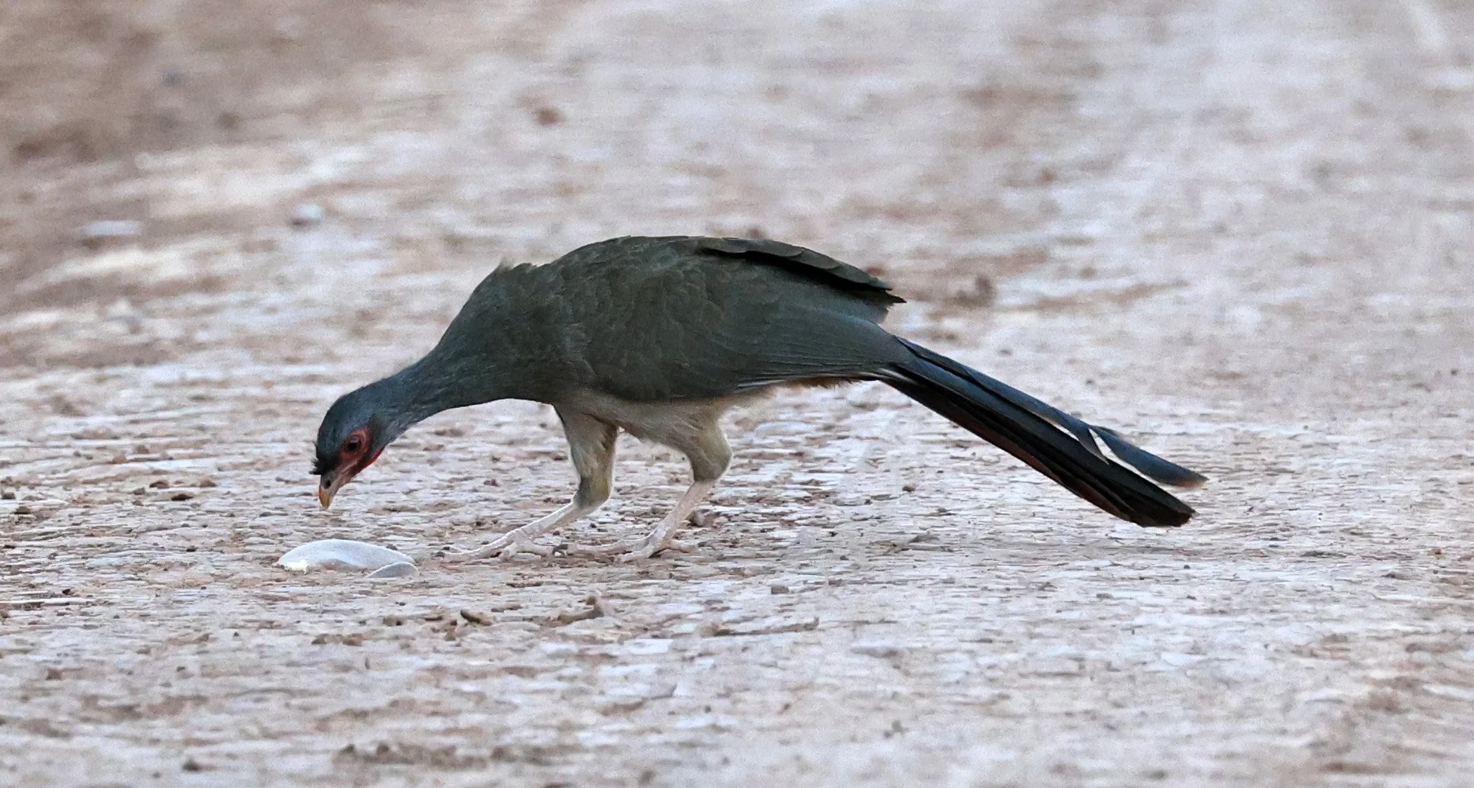 Chaco chachalaca (Ortalis canicollis) Agua Dulce Paraguay (6).jpg