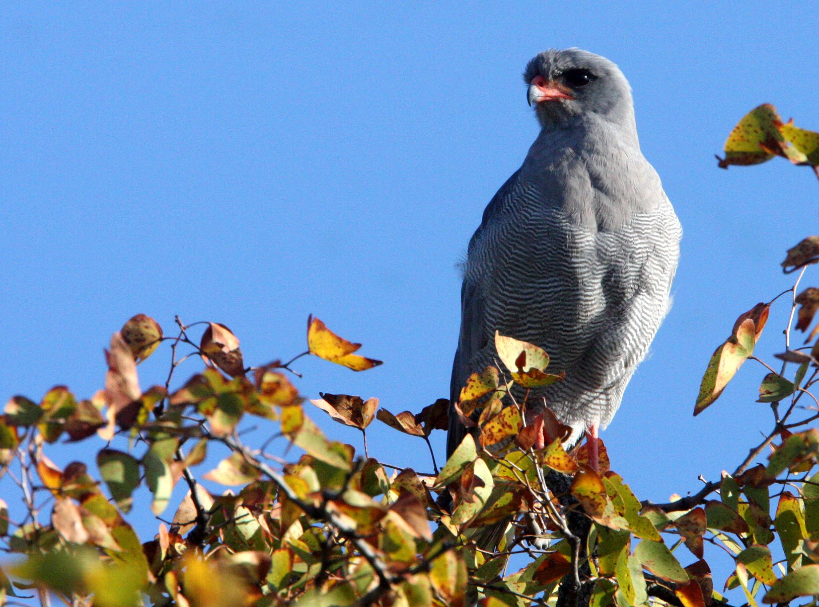 Melierax canorus - SOUTHERN PALE CHANTING GOSHAWK - KRUGER NATIONAL PARK SOUTH AFRICA (4).JPG
