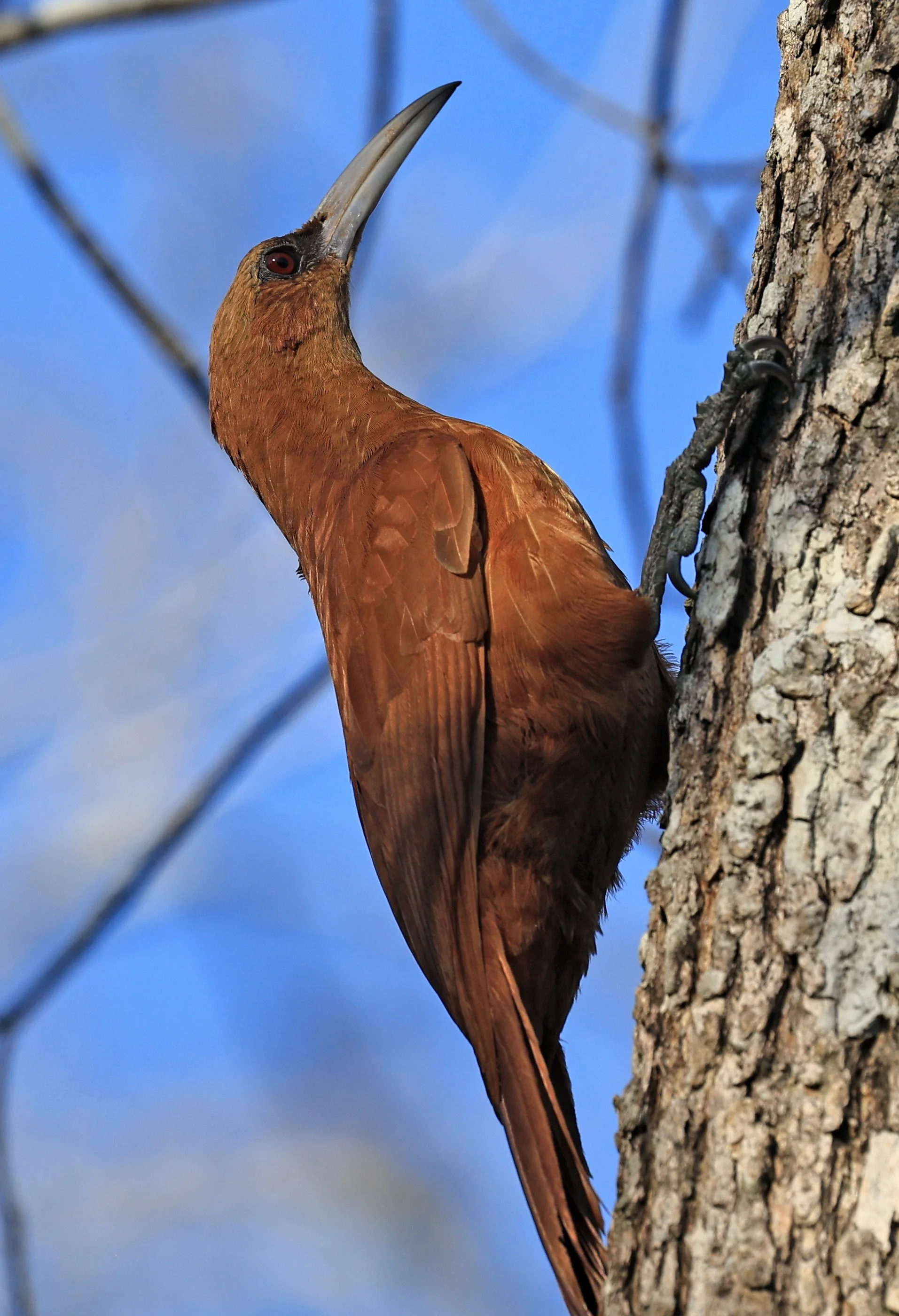 Great Rufous Woodcreeper (Xiphocolaptes major) Agua Dulce Paraguay (6).jpg