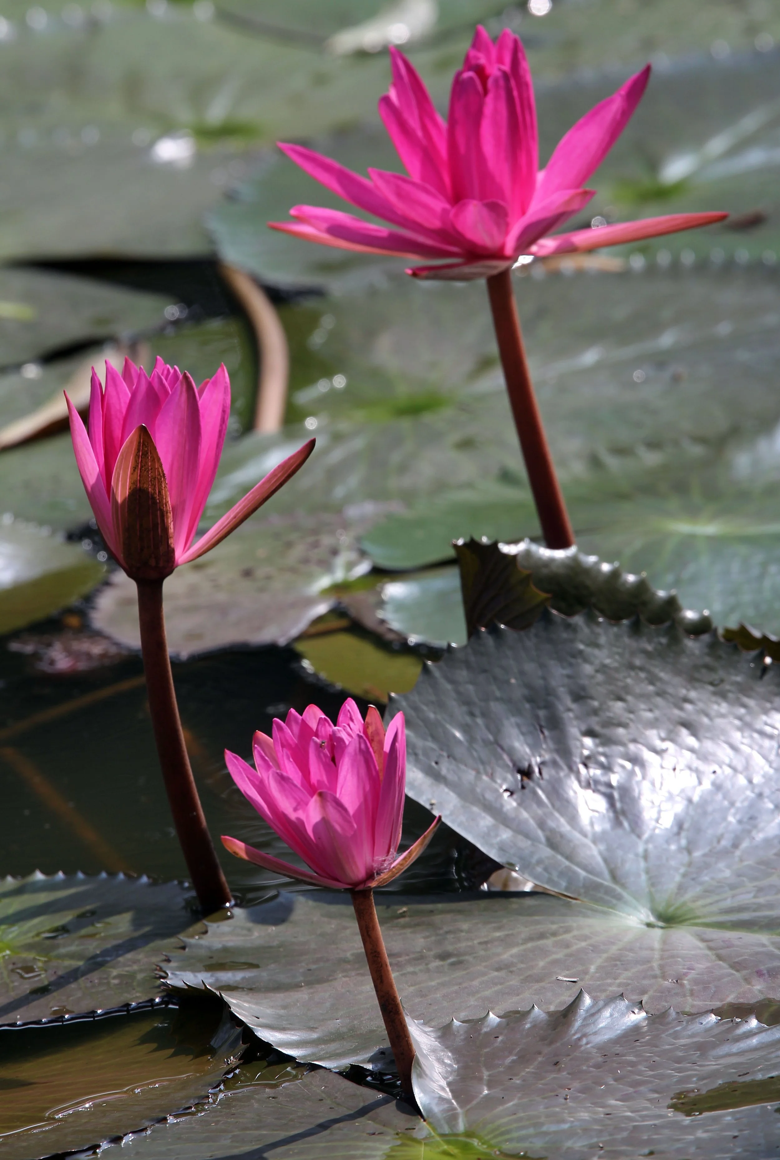 2015 Koh Lanta October Break Trip  (352).JPG