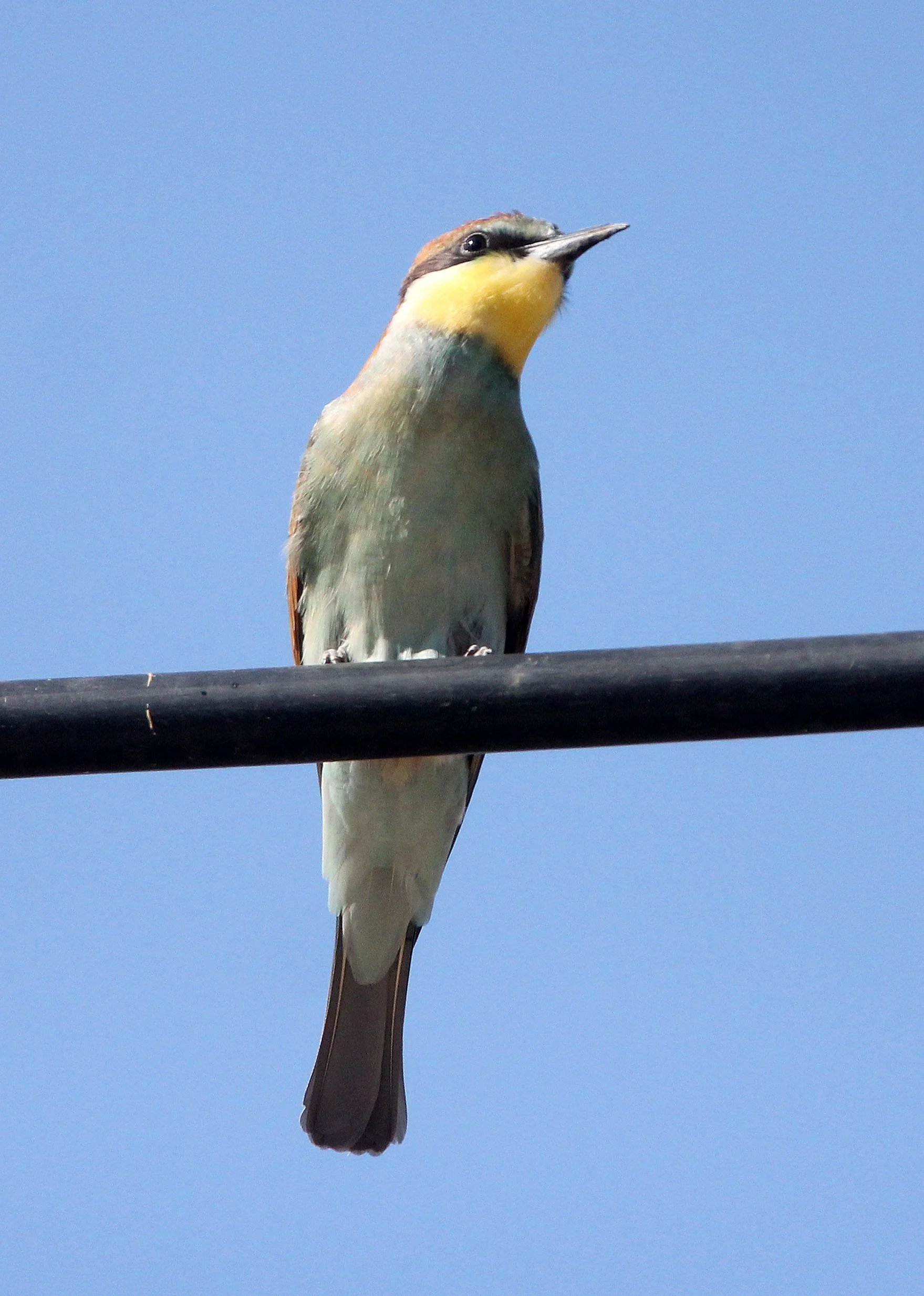 BIRD - BEE EATER - EUROPEAN BEE-EATER - SIERRA DE ANDUJAR SPAIN (3).JPG
