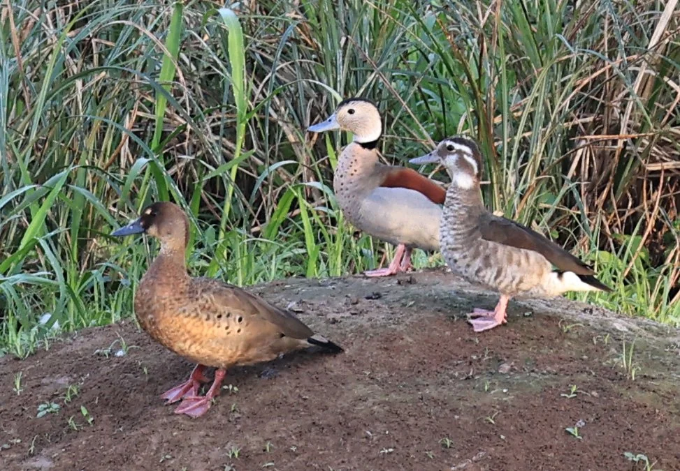 Ringed Teal (Callonetta leucophrys) Hotel Iparoma Campestre Paraguay (17).jpg